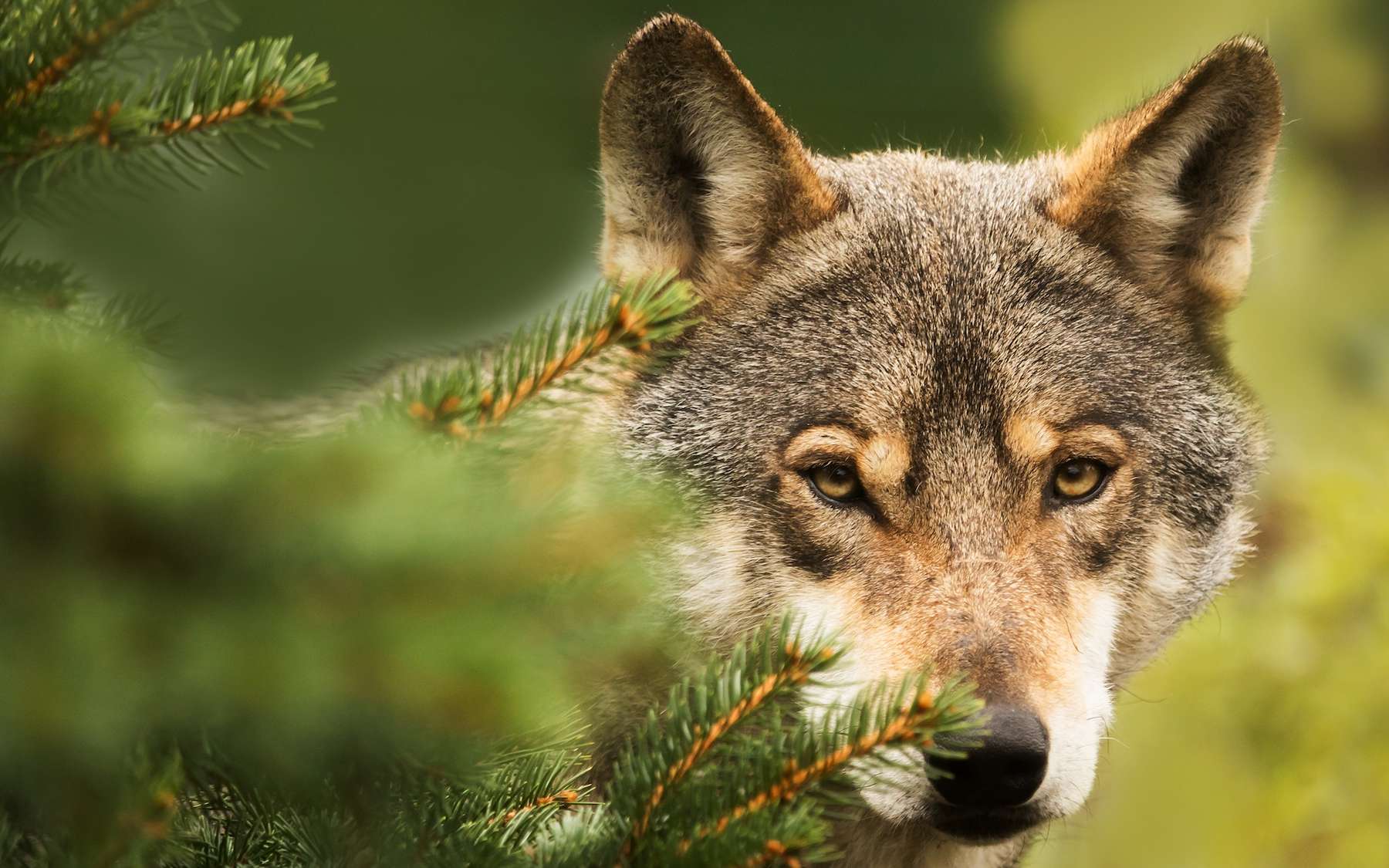 Tuer un loup sans autorisation ? Ce que dit vraiment la science - et pourquoi elle est contournée