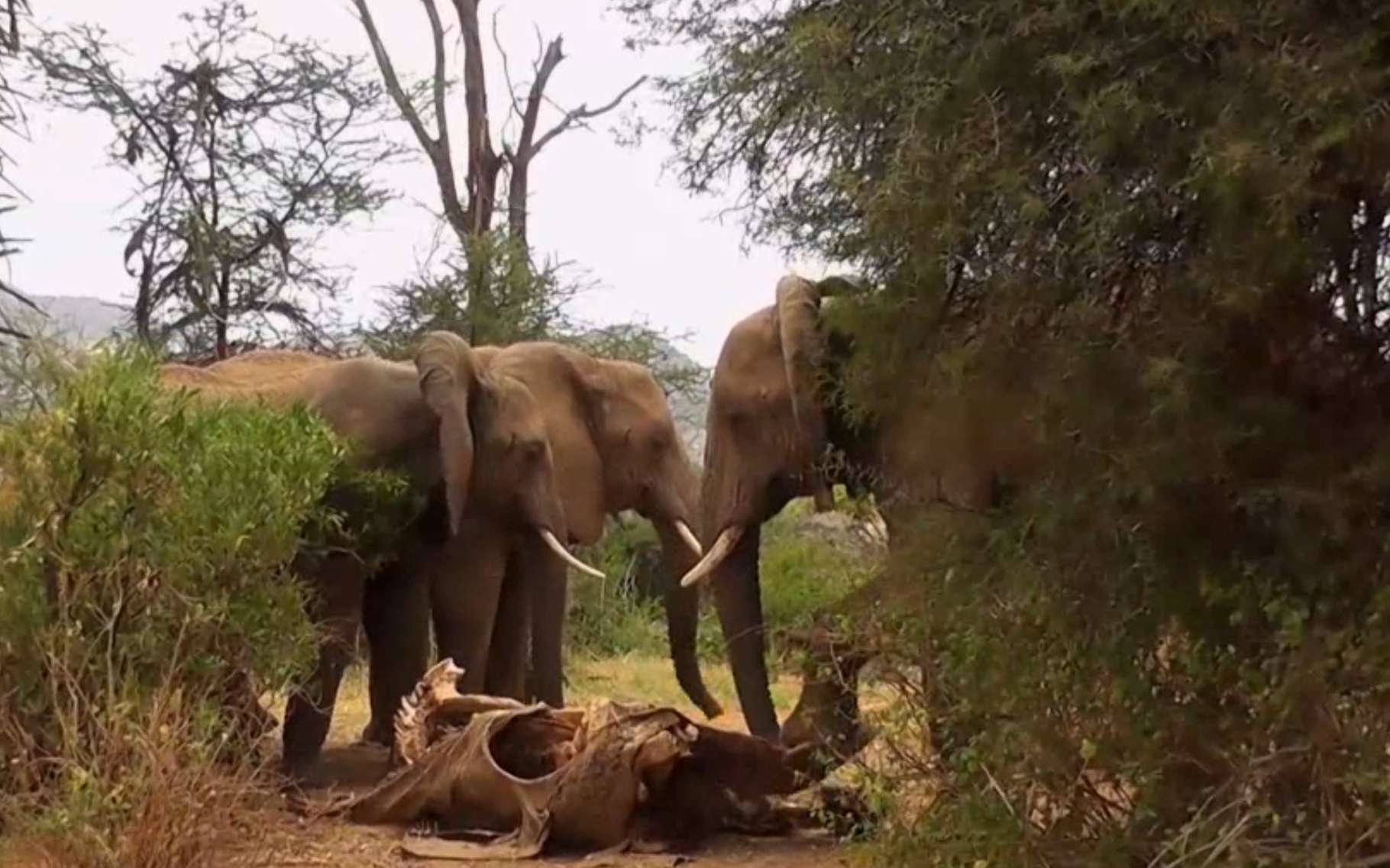 Des éléphants viennent sentir et toucher le corps d'une matriarche, morte, de cause naturelle, quelques semaines plus tôt. © National Geographic