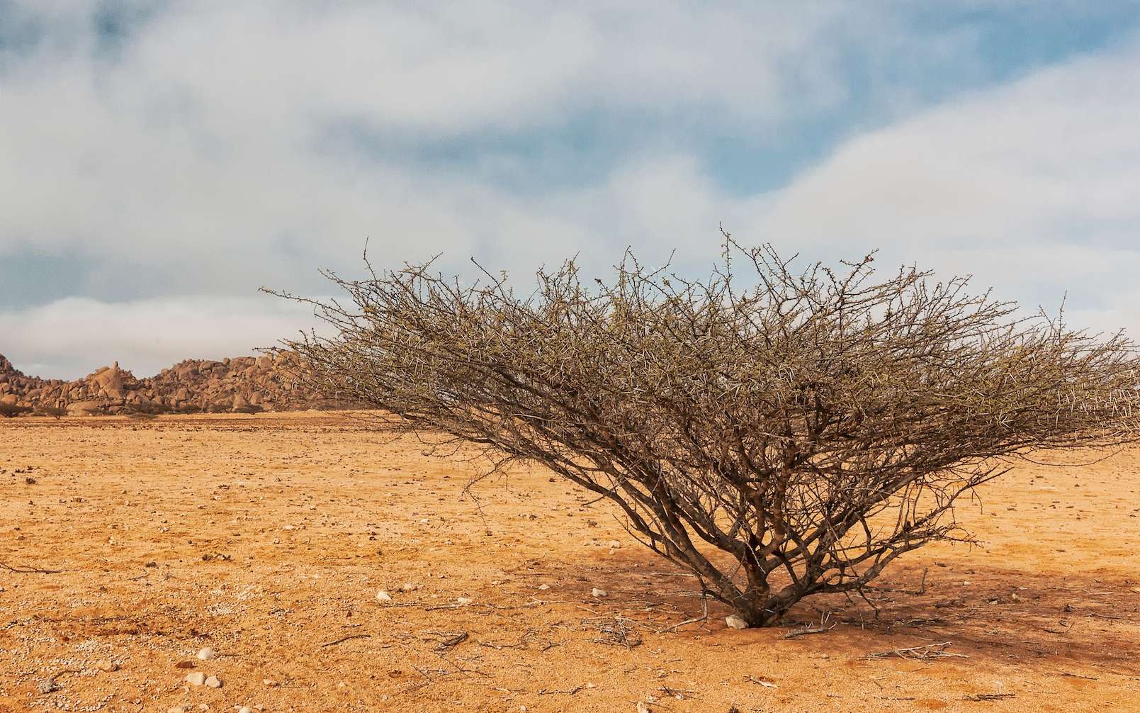 La moitié de l'Afrique est menacée d'une sécheresse désastreuse