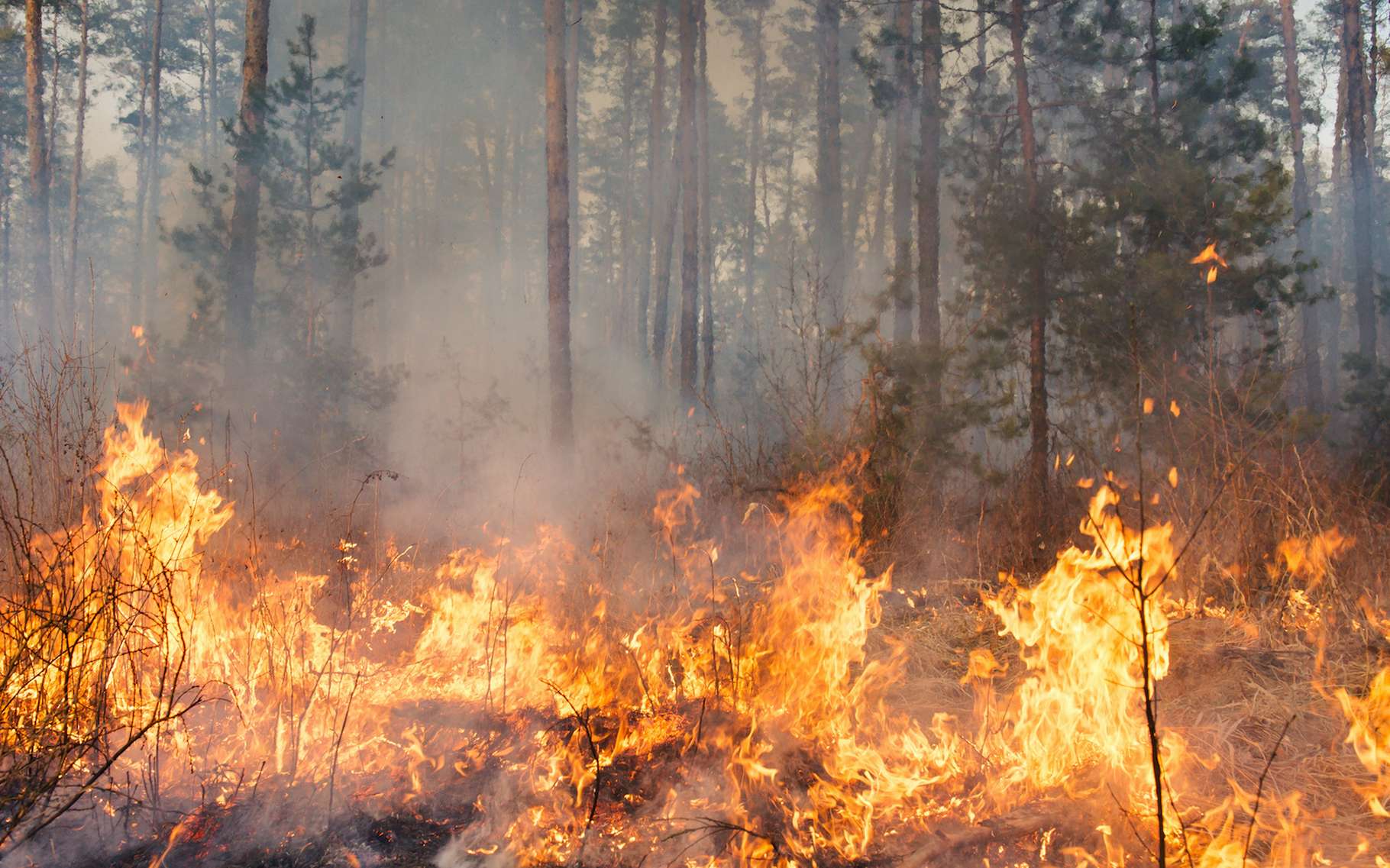 Avec le changement climatique, la hausse des températures et la multiplication des sécheresses, notamment, le risque de feux de forêt devrait aller grandissant. © gilitukha, Adobe Stock
