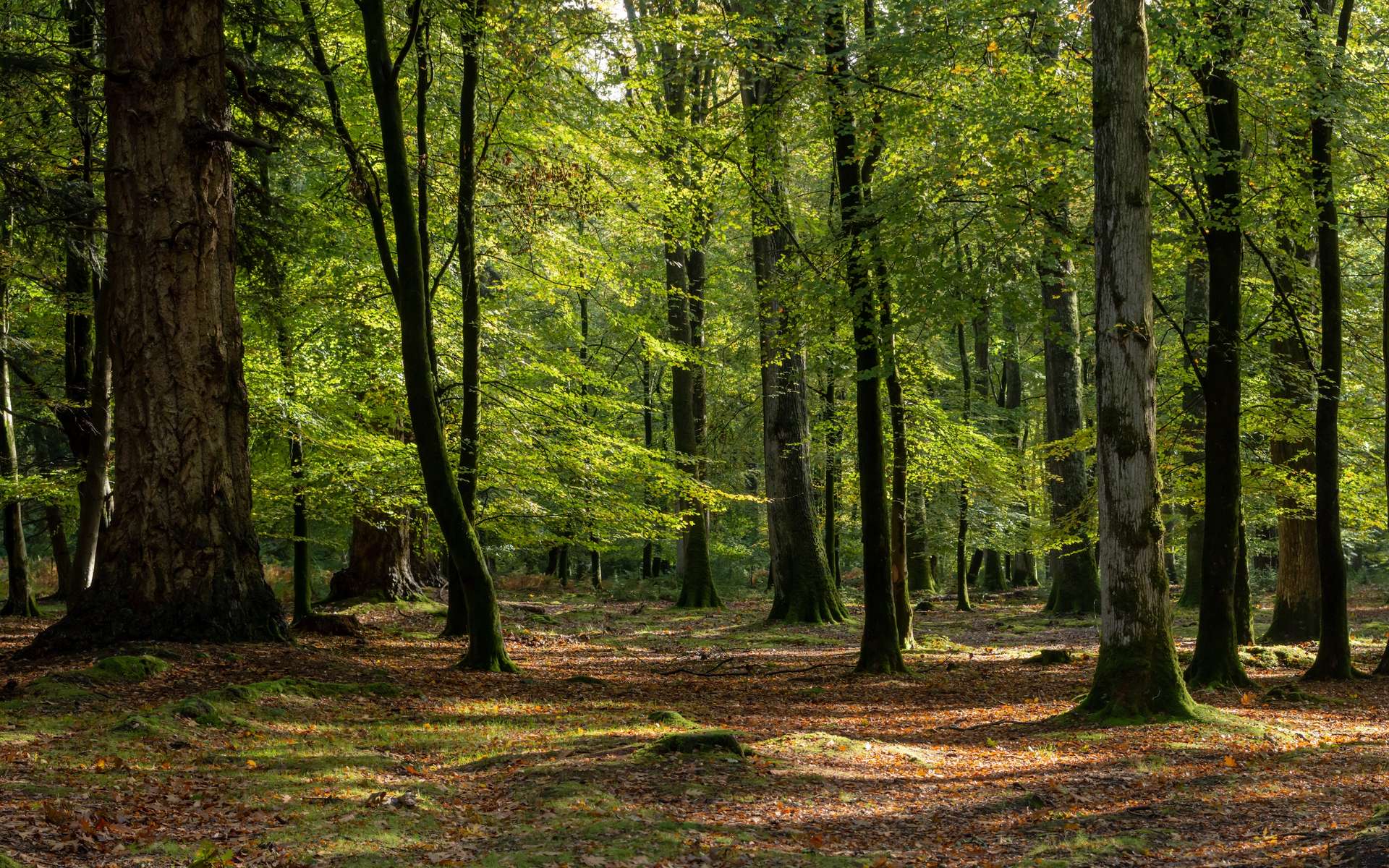 Arbre Dans La Foret Les Arbres De La R gion KXKCUA