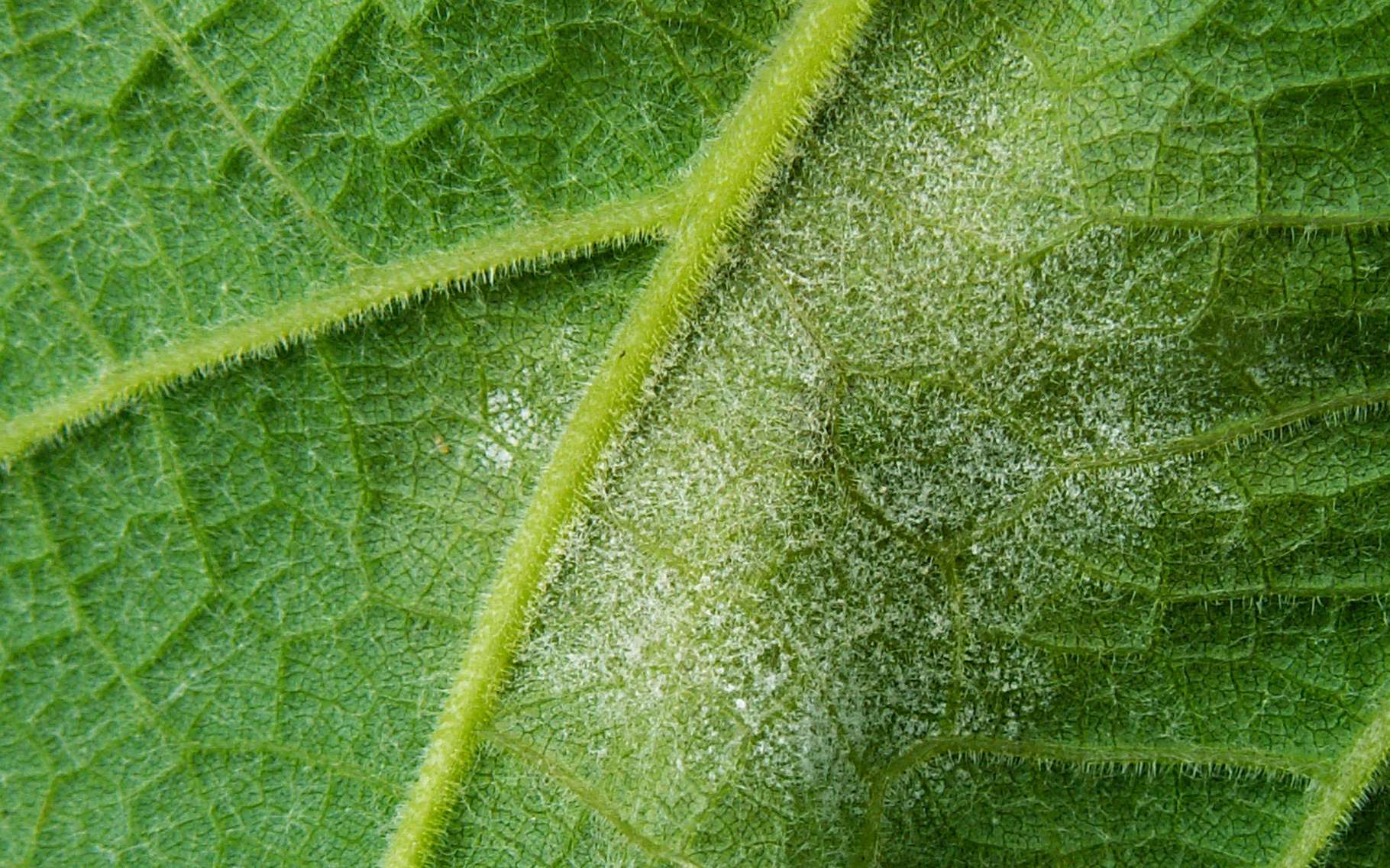 Le mildiou de la vigne. © Rude, Wikimedia commons, by-sa CC.3