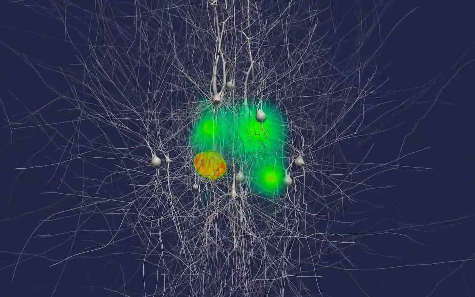 Le cerveau cache un univers encore inexploré © BBP/EPFL