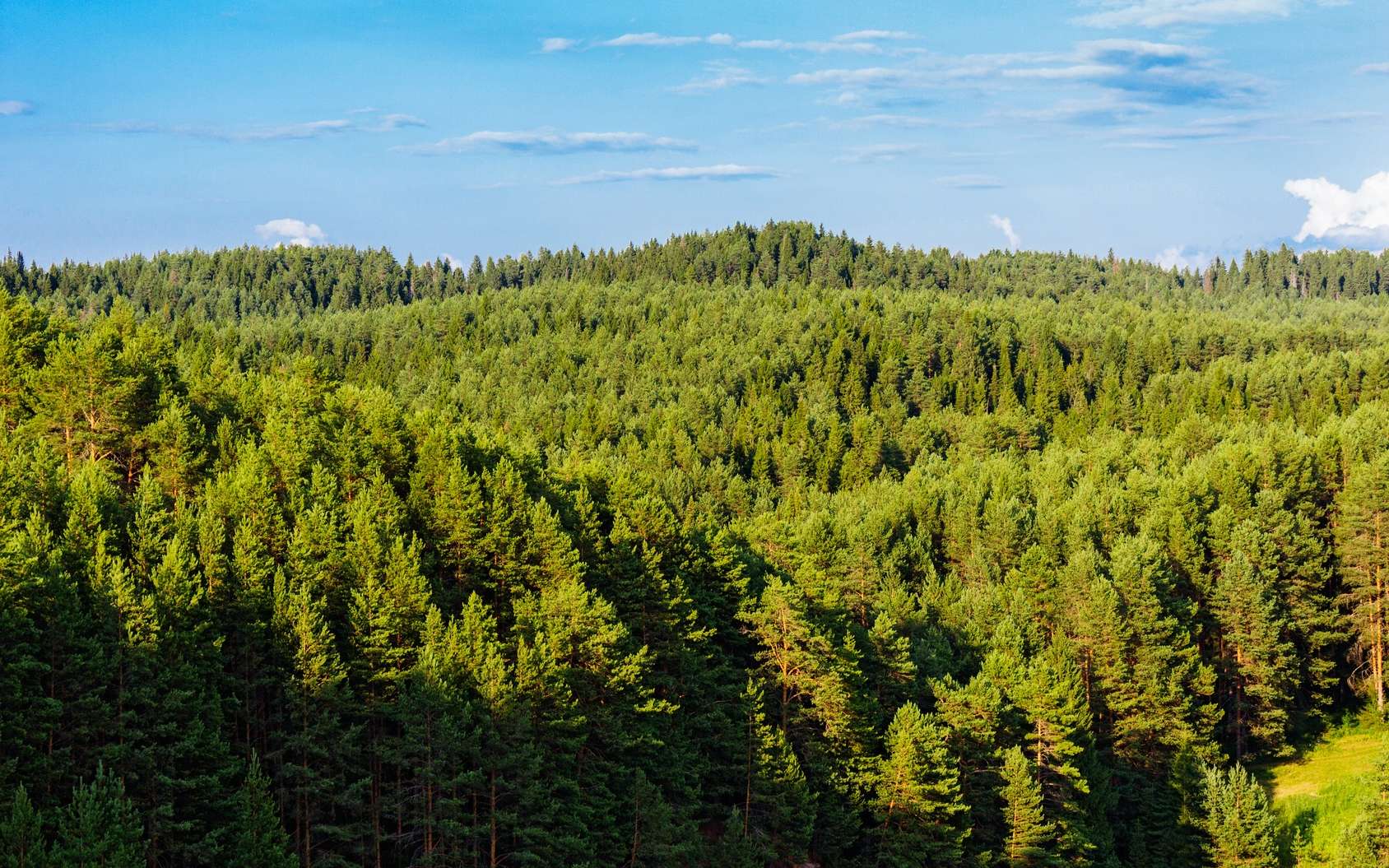 Définition | Taïga - Forêt boréale - Forêt hudsonienne | Futura ...