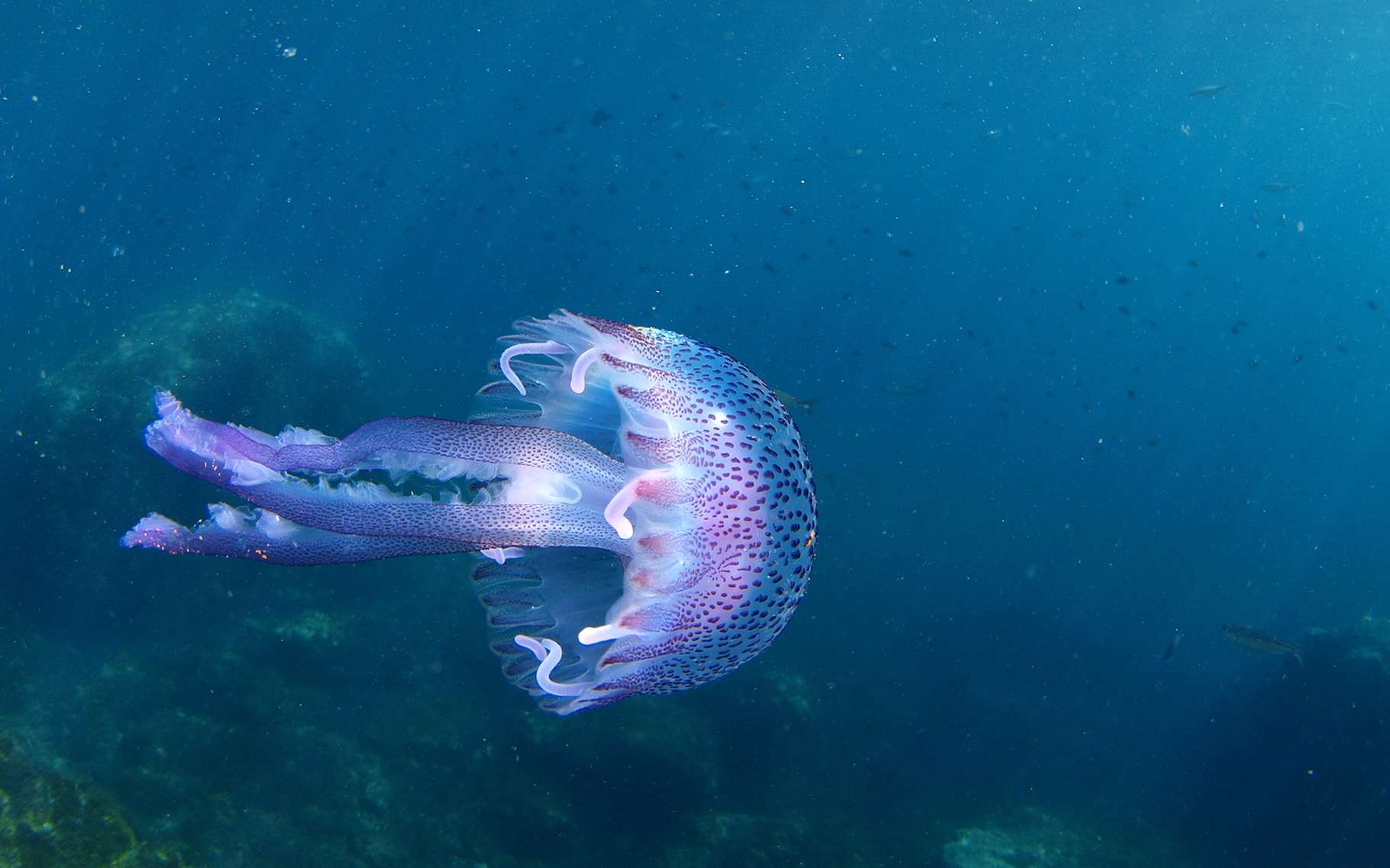Медуза Раткея