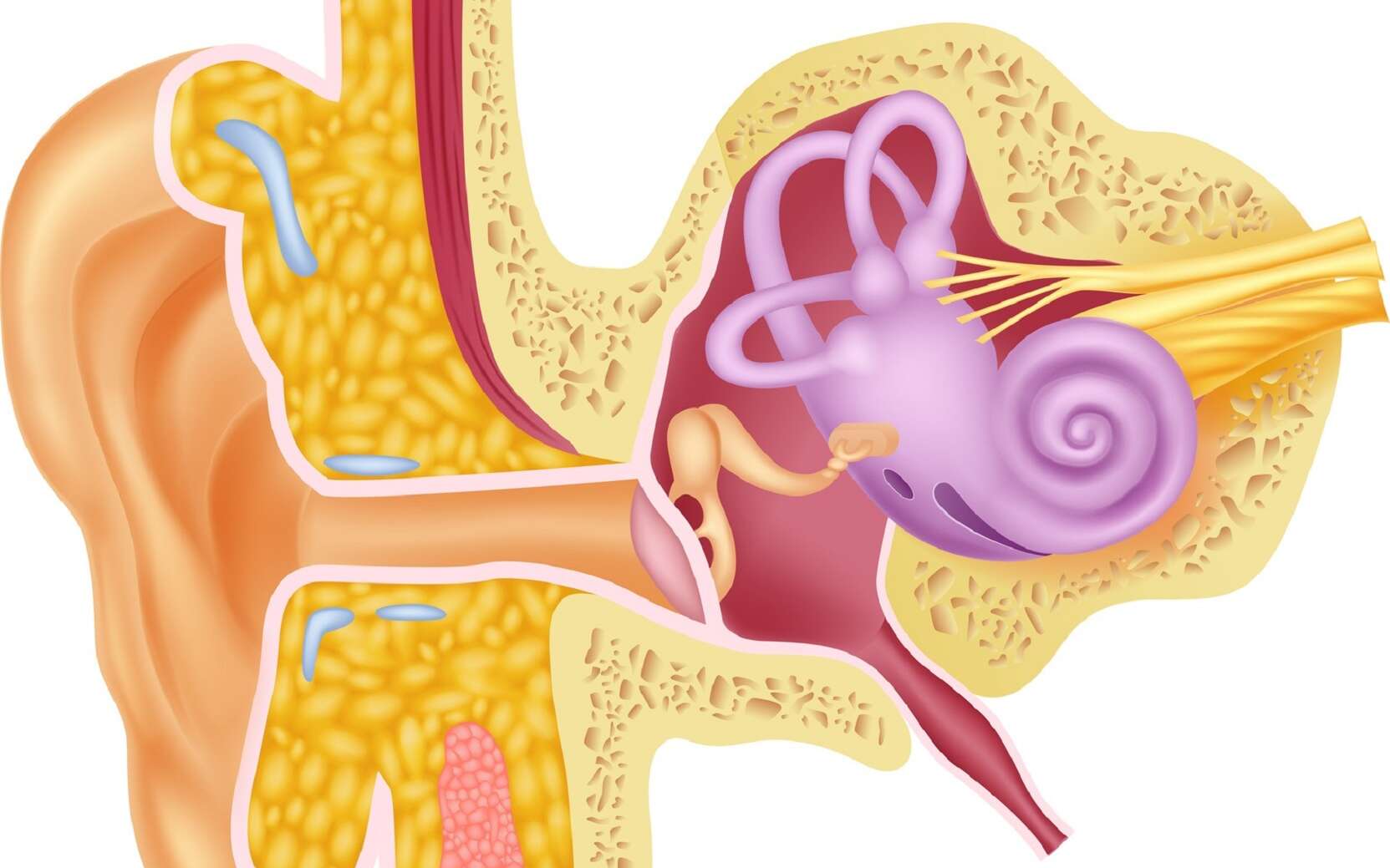 Le vestibule est un élément de l’oreille interne (ici représentée en violet). © tigatelu, Fotolia