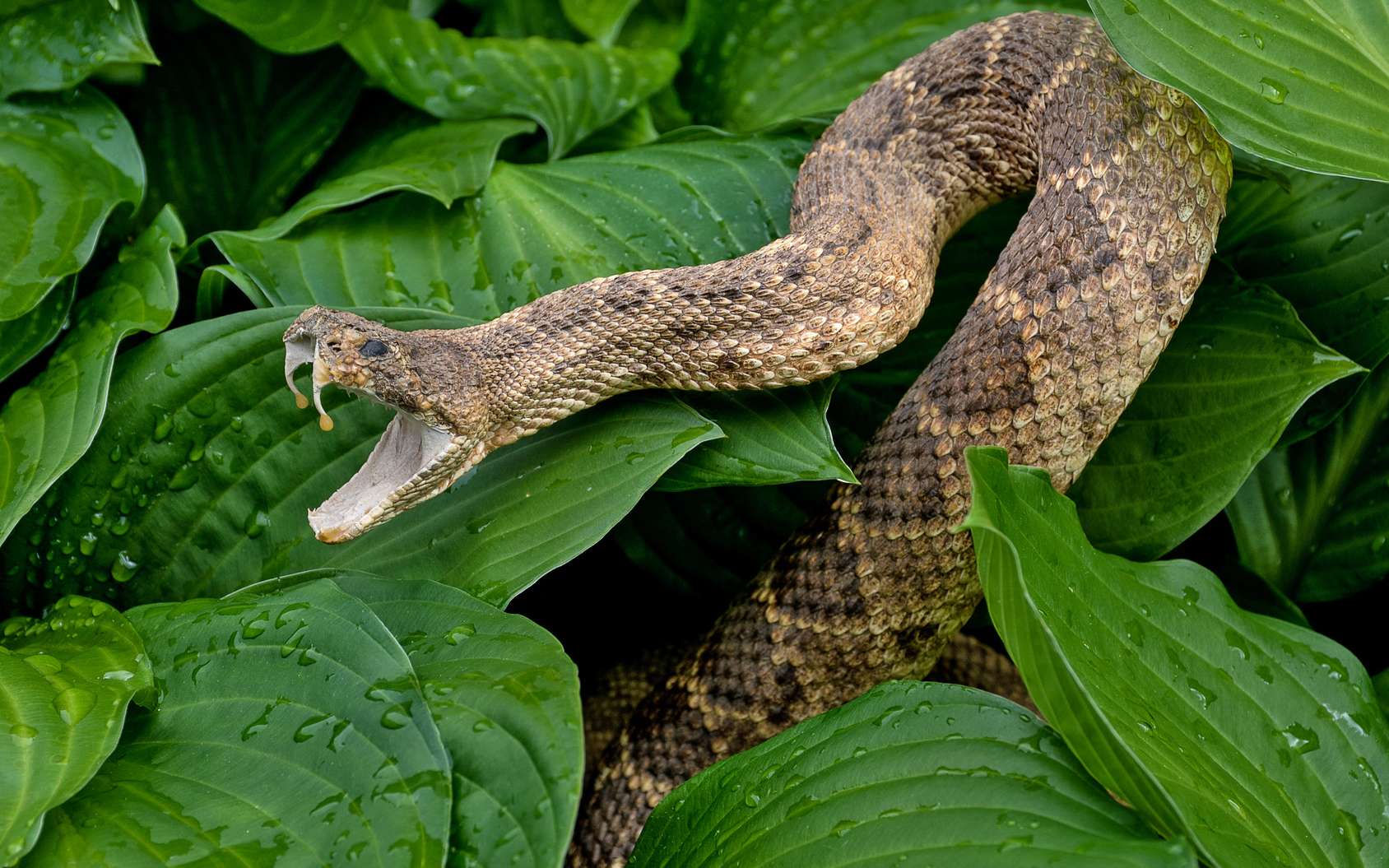 Découverte d'un étrange serpent avec une fourrure