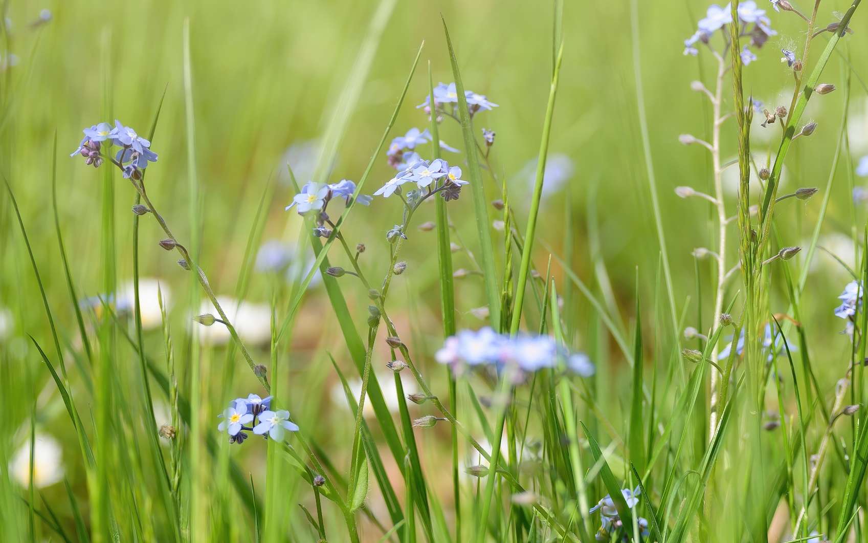 5 raisons de laisser votre pelouse sauvage