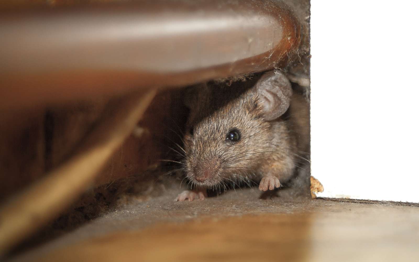 Cette épice du quotidien éloigne naturellement les souris de chez vous !