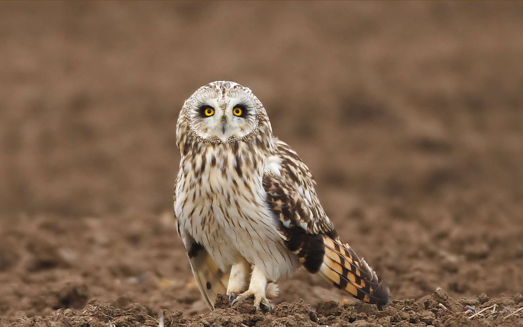 Les Rapaces Des Oiseaux Fascinants Dossier