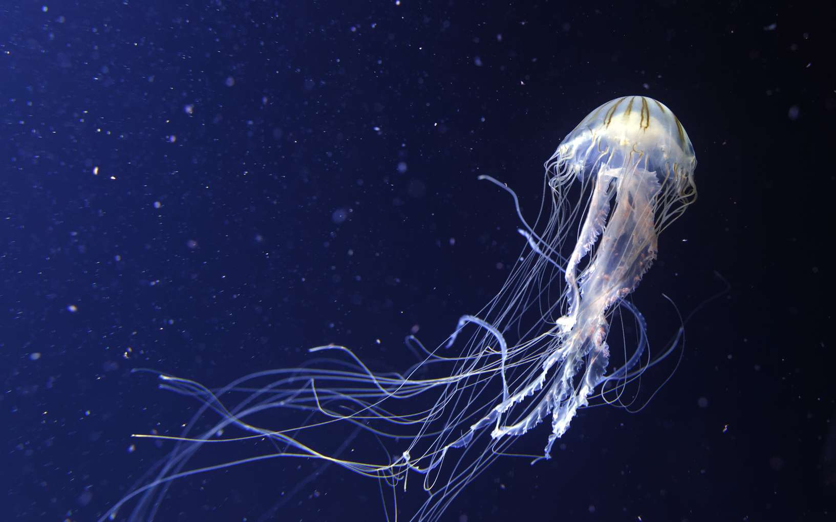 Les filaments de la méduse peuvent provoquer des piqûres. © david harding, fotolia