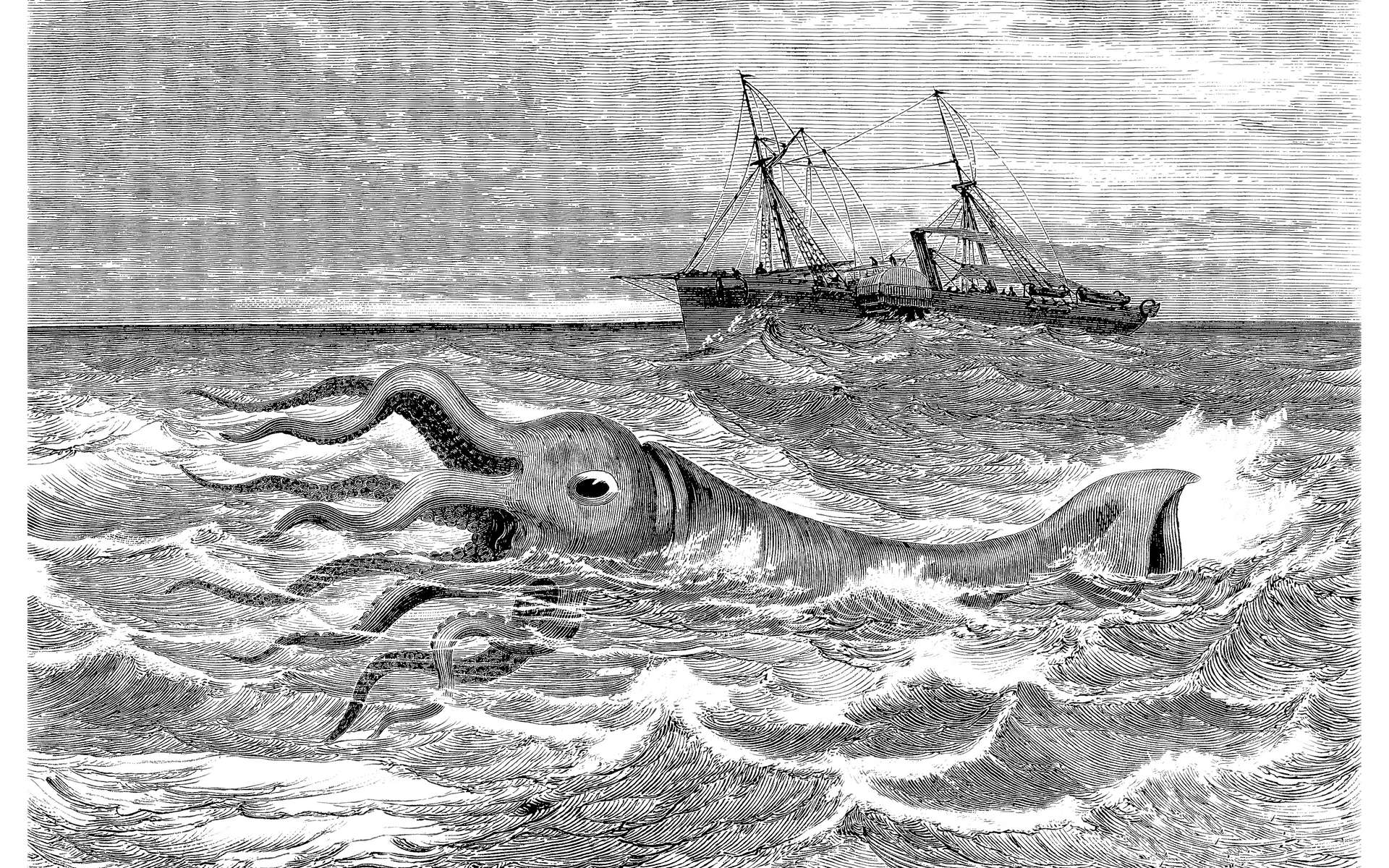 Les calamars des abysses comme vous ne les avez jamais vus