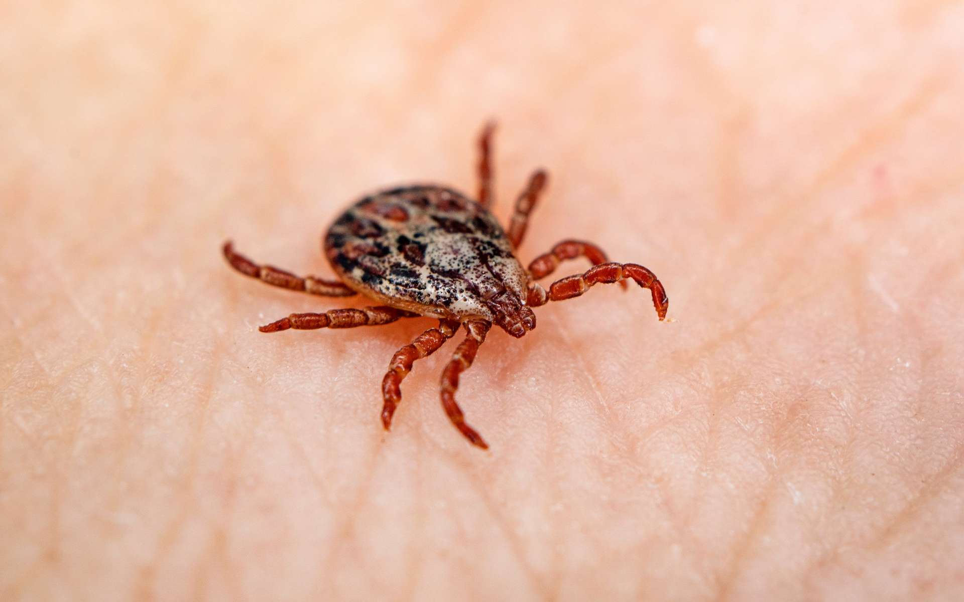 La maladie de Lyme est courante dans le monde, elle sévit plus particulièrement en zone rurale de l'hémisphère Nord. © diy13, Adobe Stock