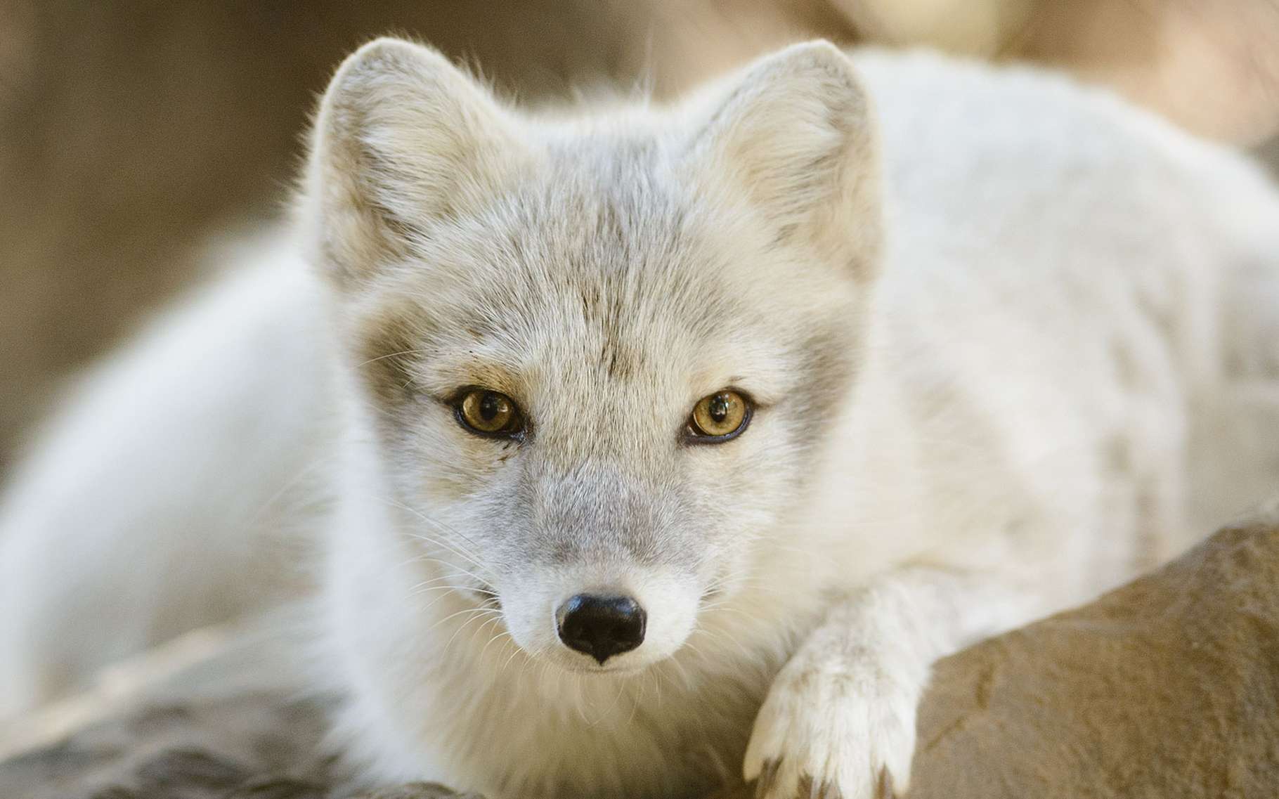 peluche renard polaire