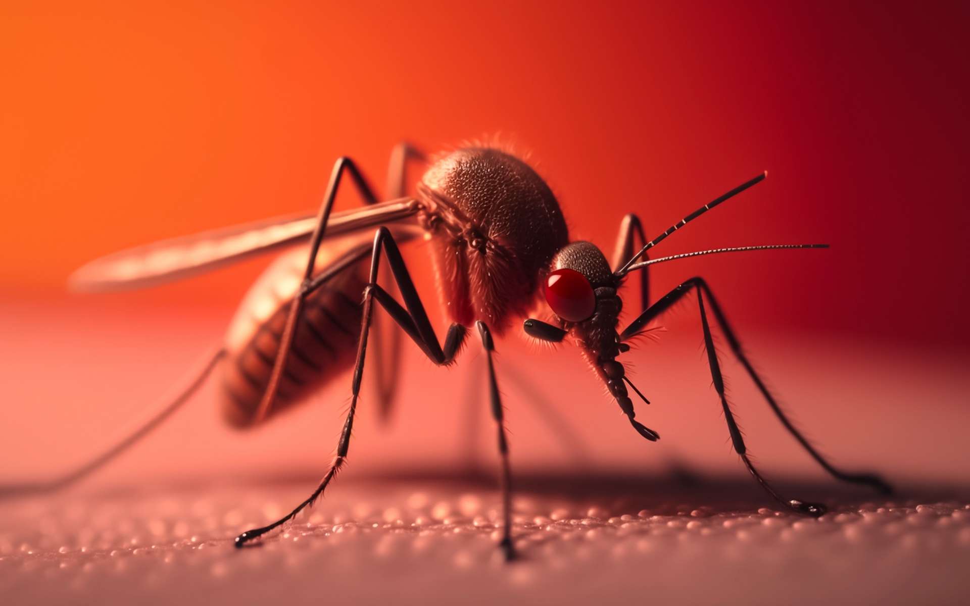 Les moustiques piquent désormais toute l'année à cause de ce problème