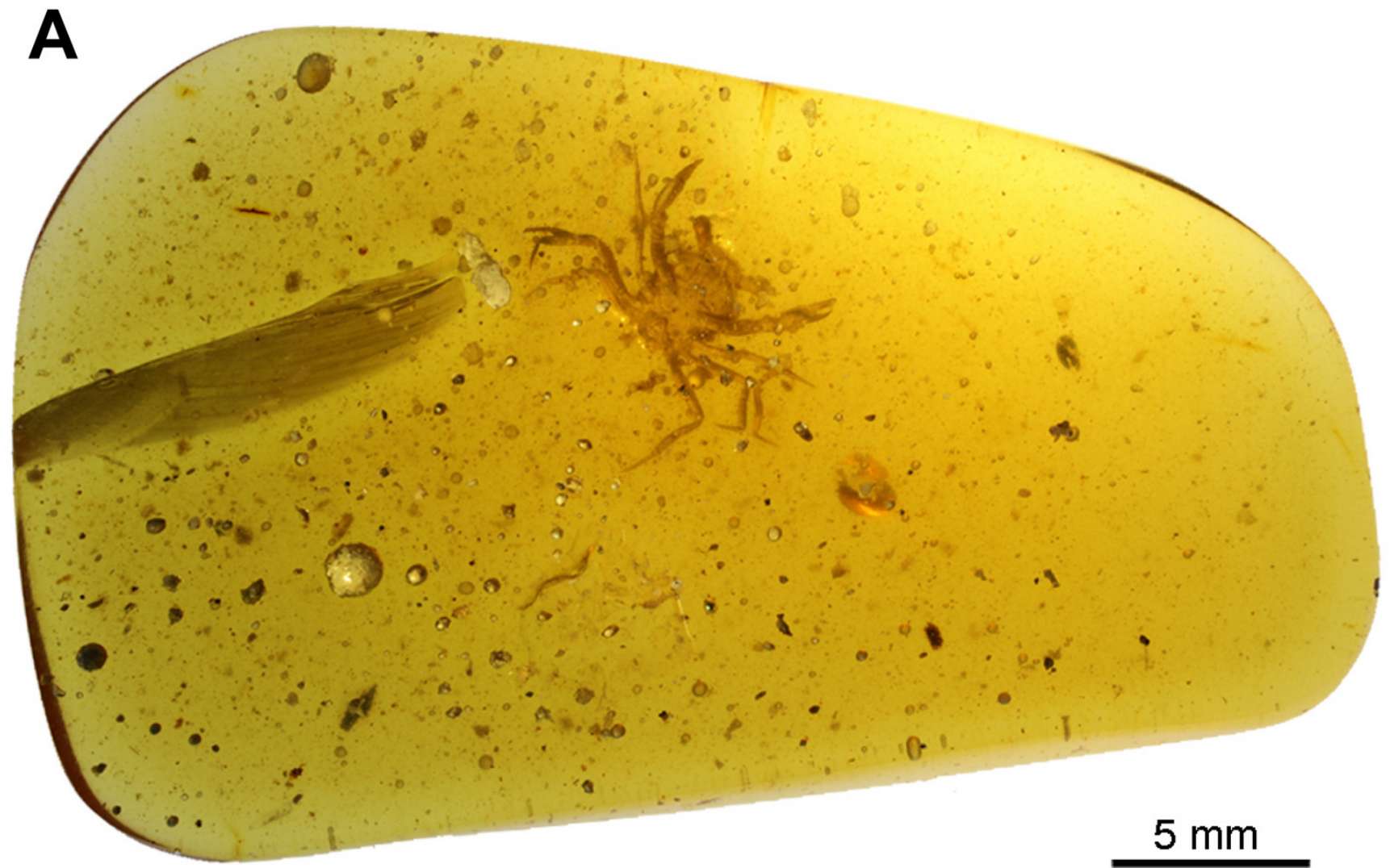Découverte exceptionnelle d'un crabe de 100 millions d'années piégé dans de l'ambre