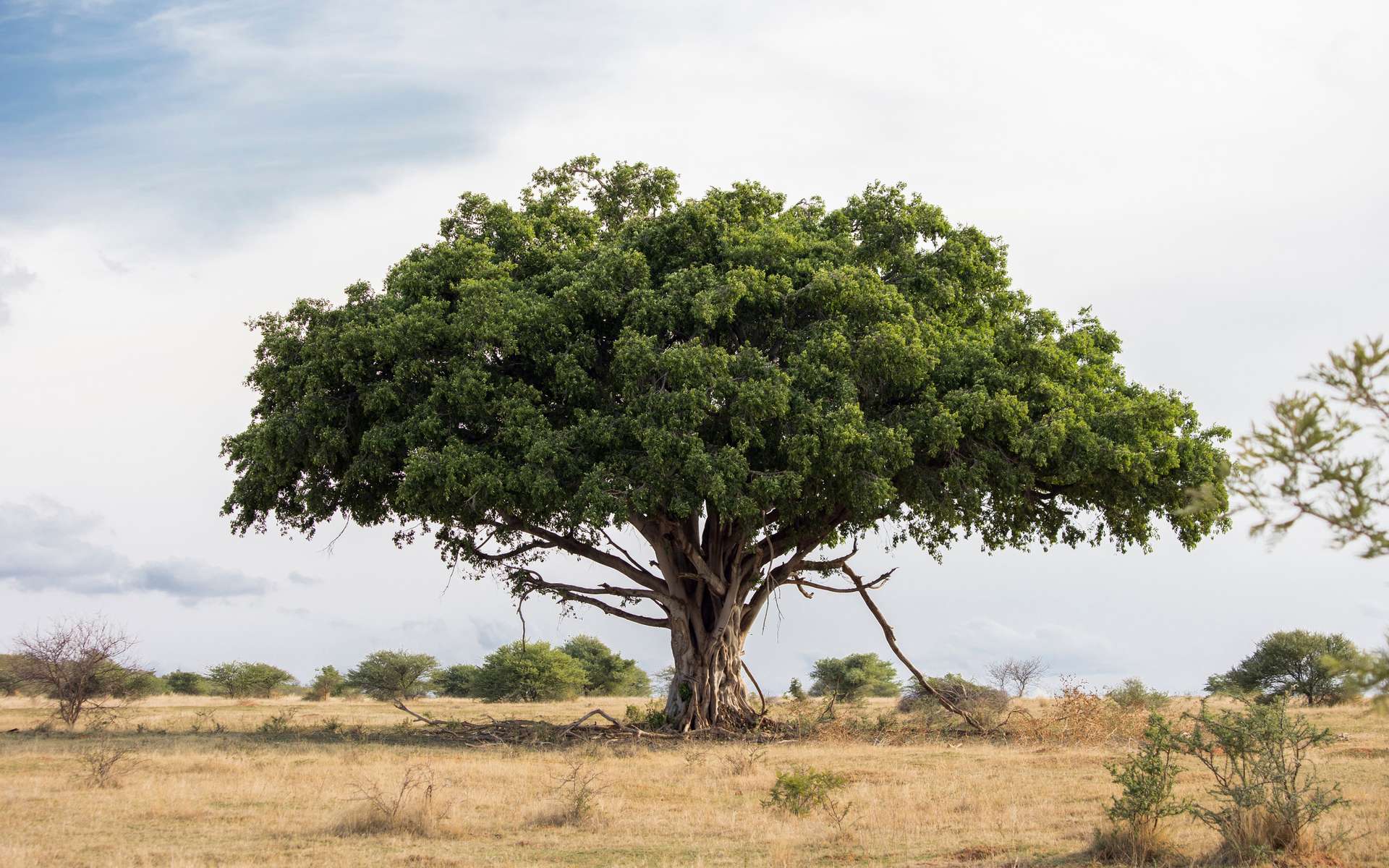 Ces arbres détiennent peut-être une des clés pour ralentir le réchauffement climatique