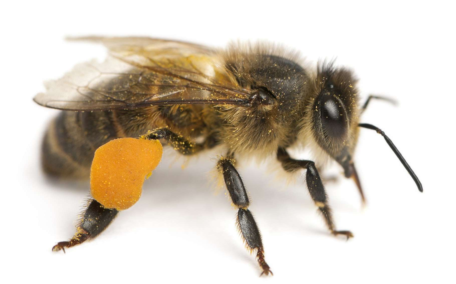 Vous avez peur de vous faire piquer par une abeille ? Lisez plutôt ce top 7. © Eric Isselee, Shutterstock