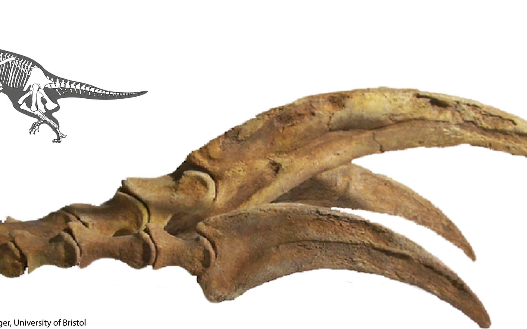 Les griffes du Therizinosaurus, le reptile à la faux, qui a donné son nom à toute la famille, pouvaient atteindre 70 cm, voire 1 m, selon des estimations pour les plus grands individus. © Stephan Lautenschlager, université de Bristol
