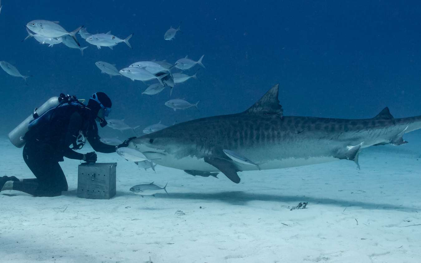 Shark Feeding : pratique controversée - pour ou contre ?