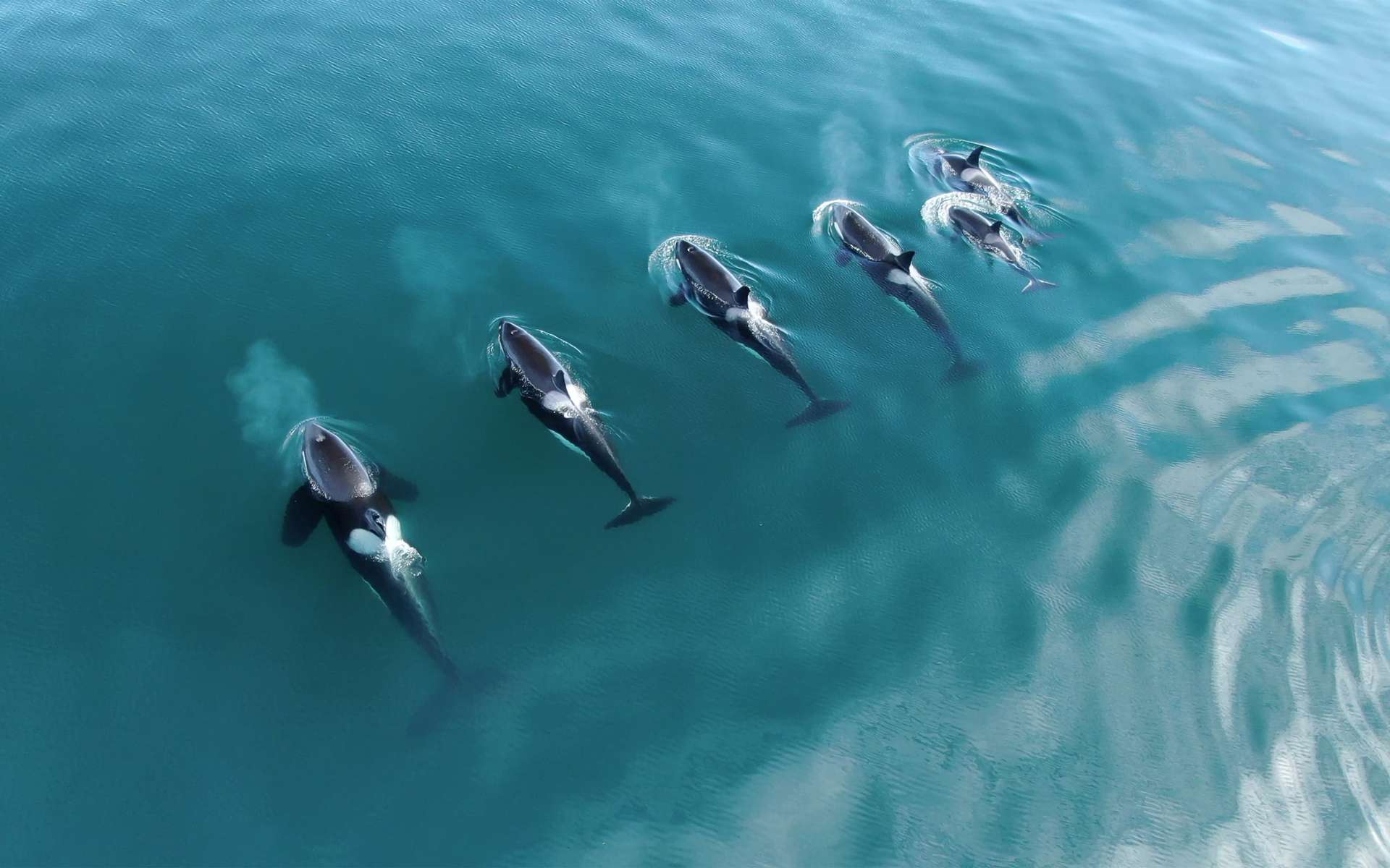 Une population d'orques a été filmée pendant dix jours par des drones pour analyser le comportement social des individus. © Adobe Stock