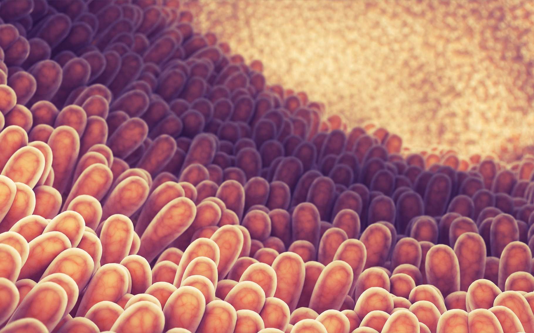 Des scientifiques ont étudié une à une les milliers de cellules différentes qui constituent l'épithélium intestinal. © nobeatssofierce, Shutterstock