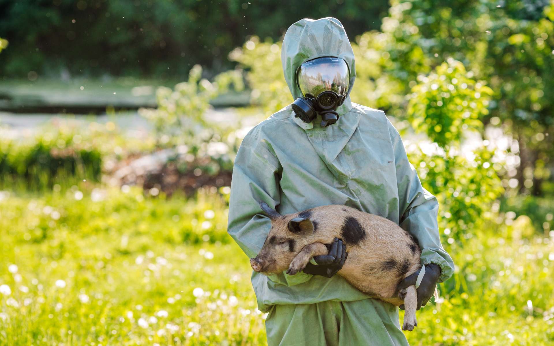 Les humains ont transmis près de 400 fois le virus H1N1 à des animaux lors de zoonoses « inversées »