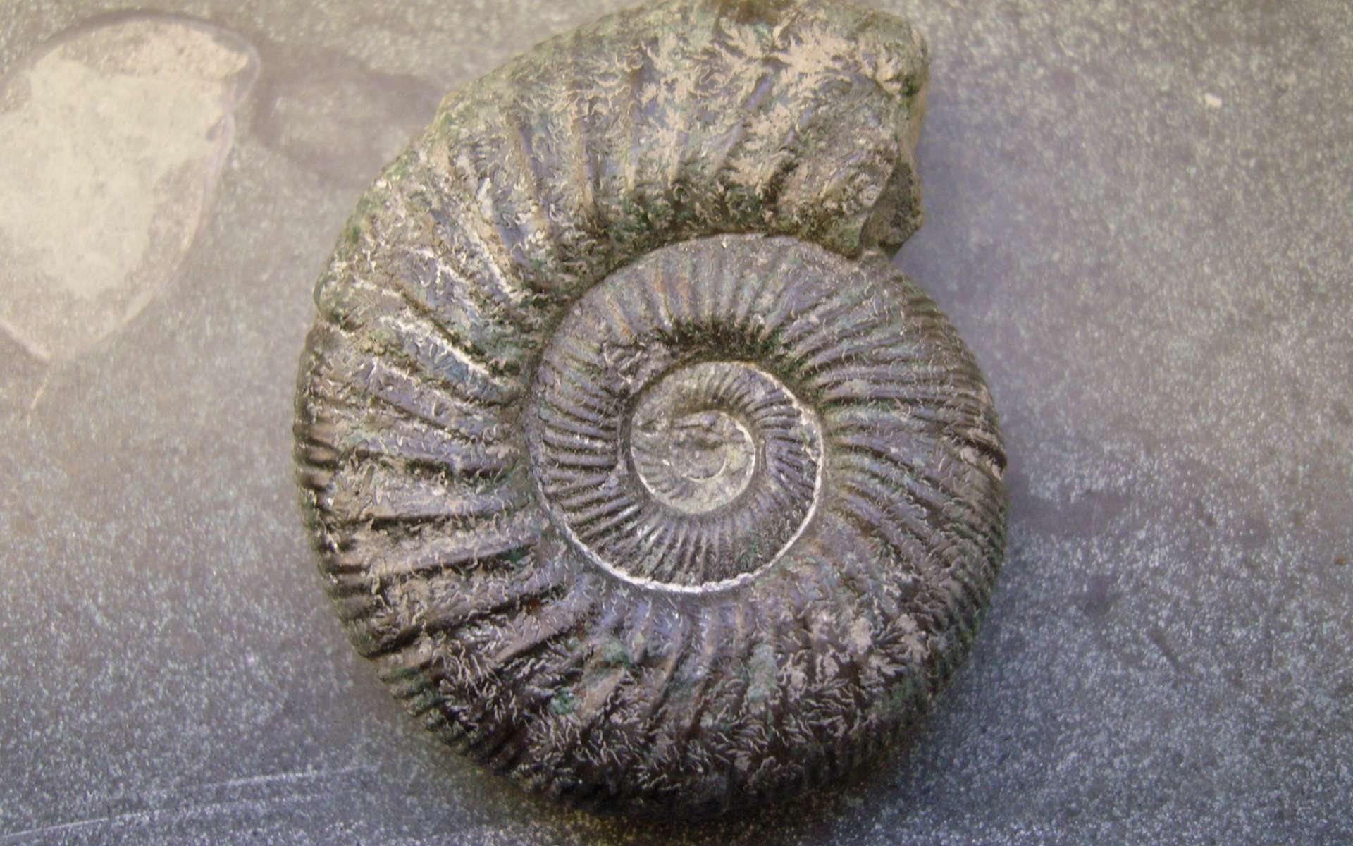 Les ammonites peuvent être utiles à la datation relative de strates géologiques. © GorissenM, Flickr, CC by-sa 2.0