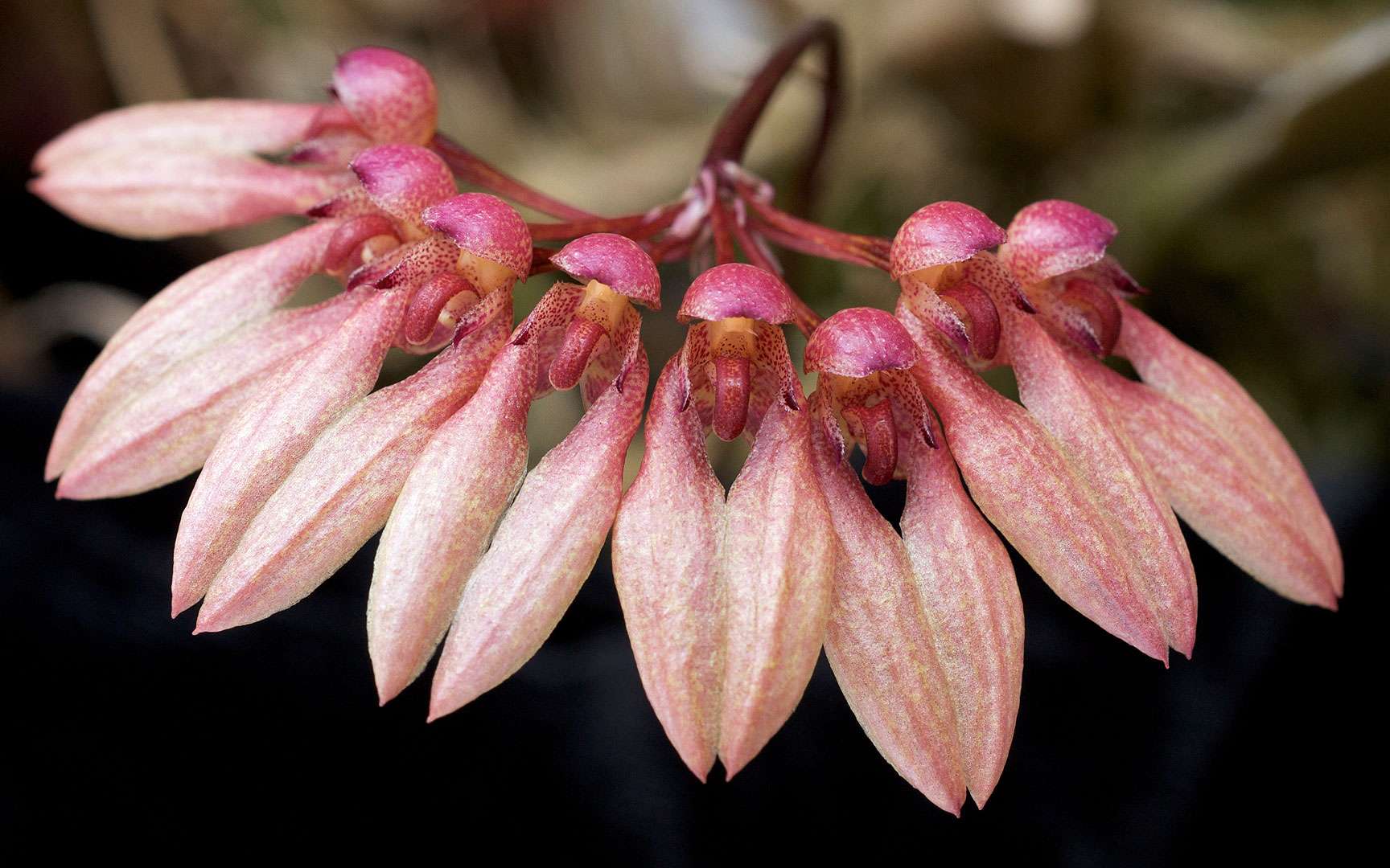 Photos Lorchidée Véritable Beauté De La Nature Par Éric Hunt