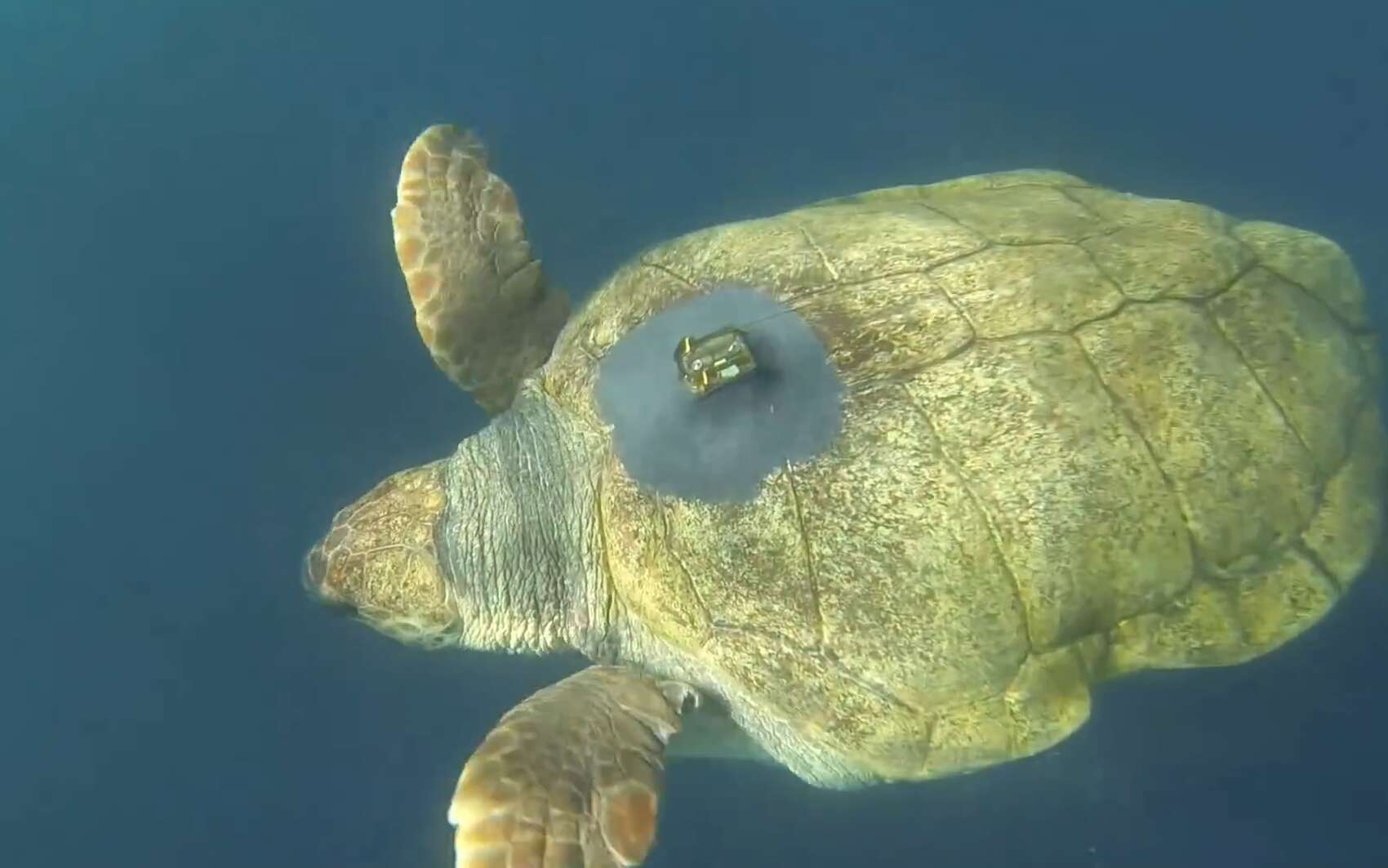 Une tortue relâchée d'un aquarium a parcouru 37.000 km en 26 mois !
