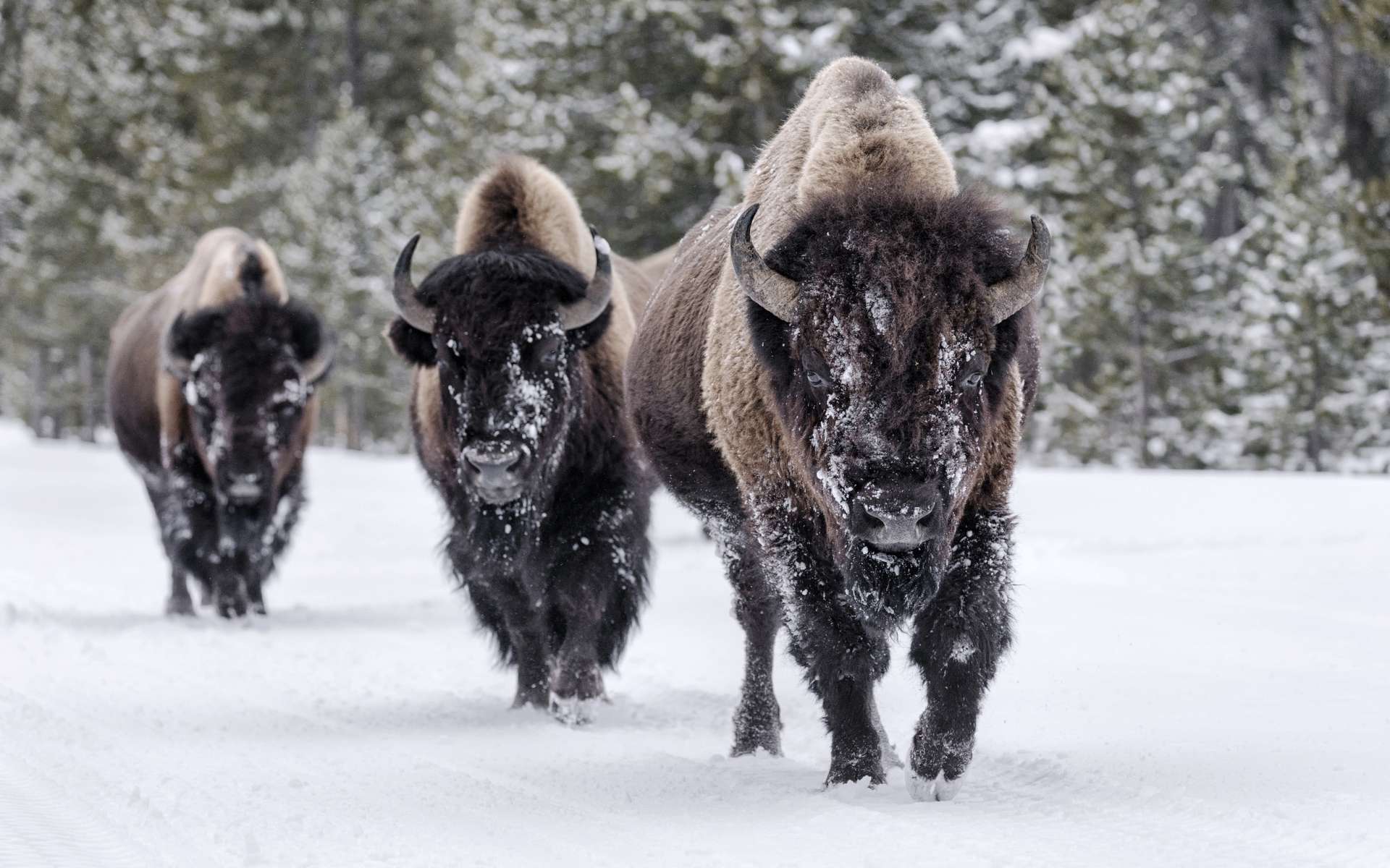 L'étrange « bison de Higgs » enfin retrouvé
