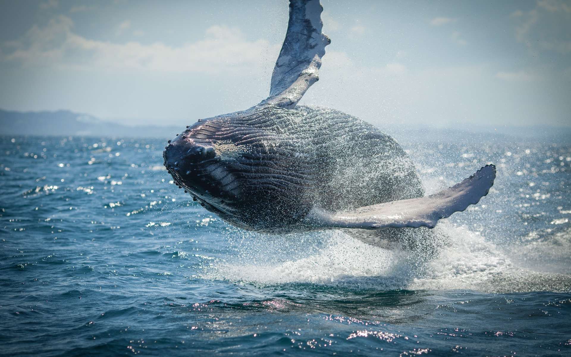 Les baleines ingèrent jusqu'à 10 millions de microplastiques par jour