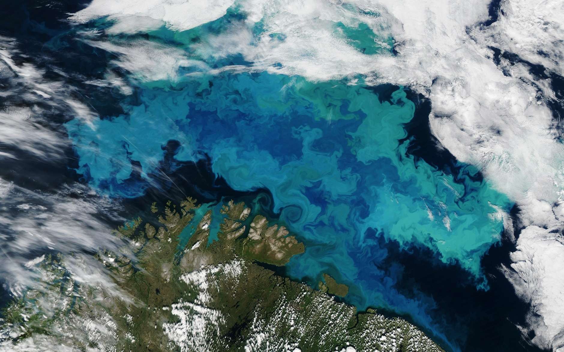 La mer de Barents observée depuis l'espace en été. Les eaux turquoise indiquent la présence d'un boom planctonique avec d'importantes populations de Coccolithophoridés, ces algues unicellulaires qui s'entourent d'une coquille de calcaire réfléchissant la lumière du Soleil. © Jeff Schmaltz, Nasa Earth Observatory