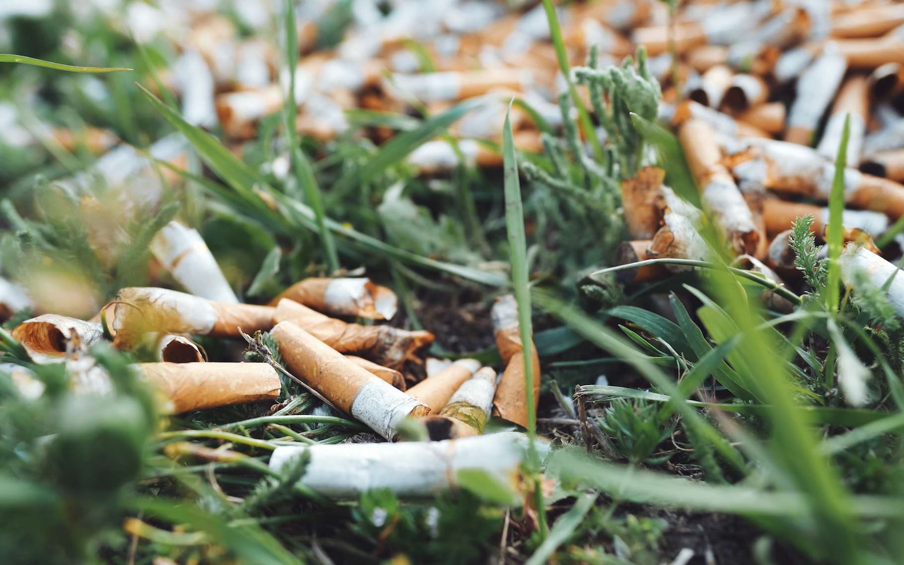Les mégots de cigarettes libèrent des toxines mortelles dans la nature
