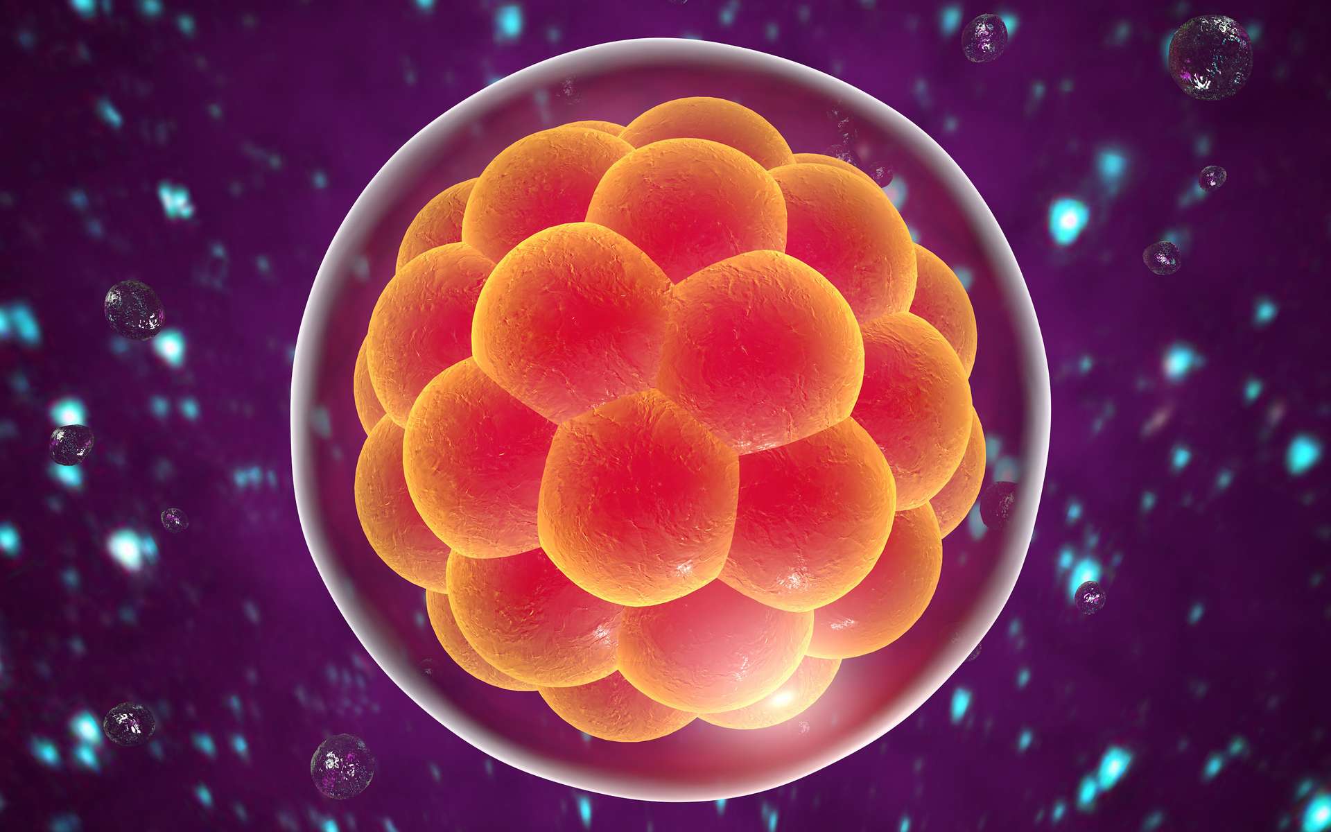 Vu d'artiste d'un embryon humain en développement. © Kateryna Kon, Adobe Stock