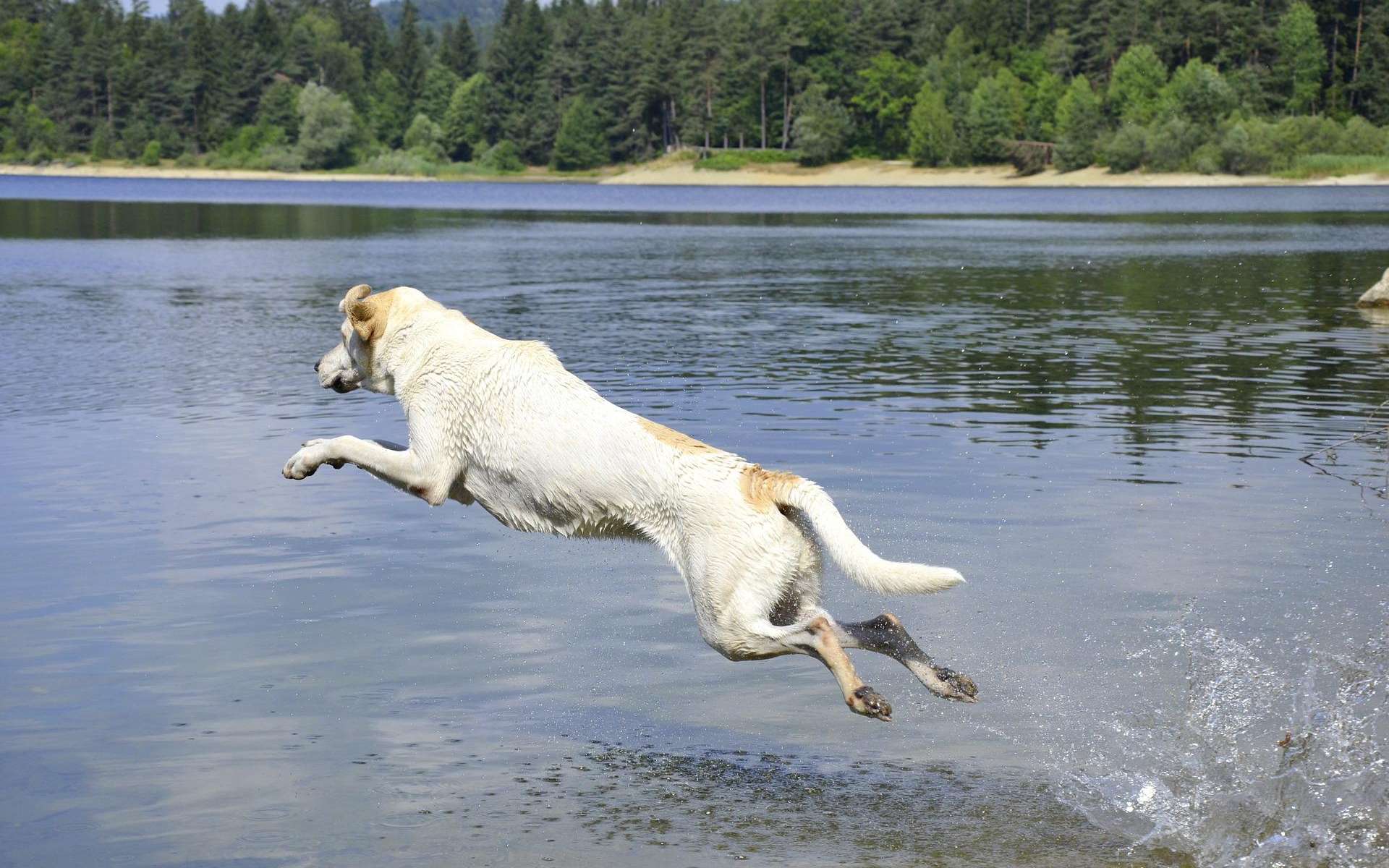 Plusieurs chiens sont morts en l'espace de quelques minutes après s'être baignés dans des lacs ces derniers jours. © Wildfaces, Wikipedia