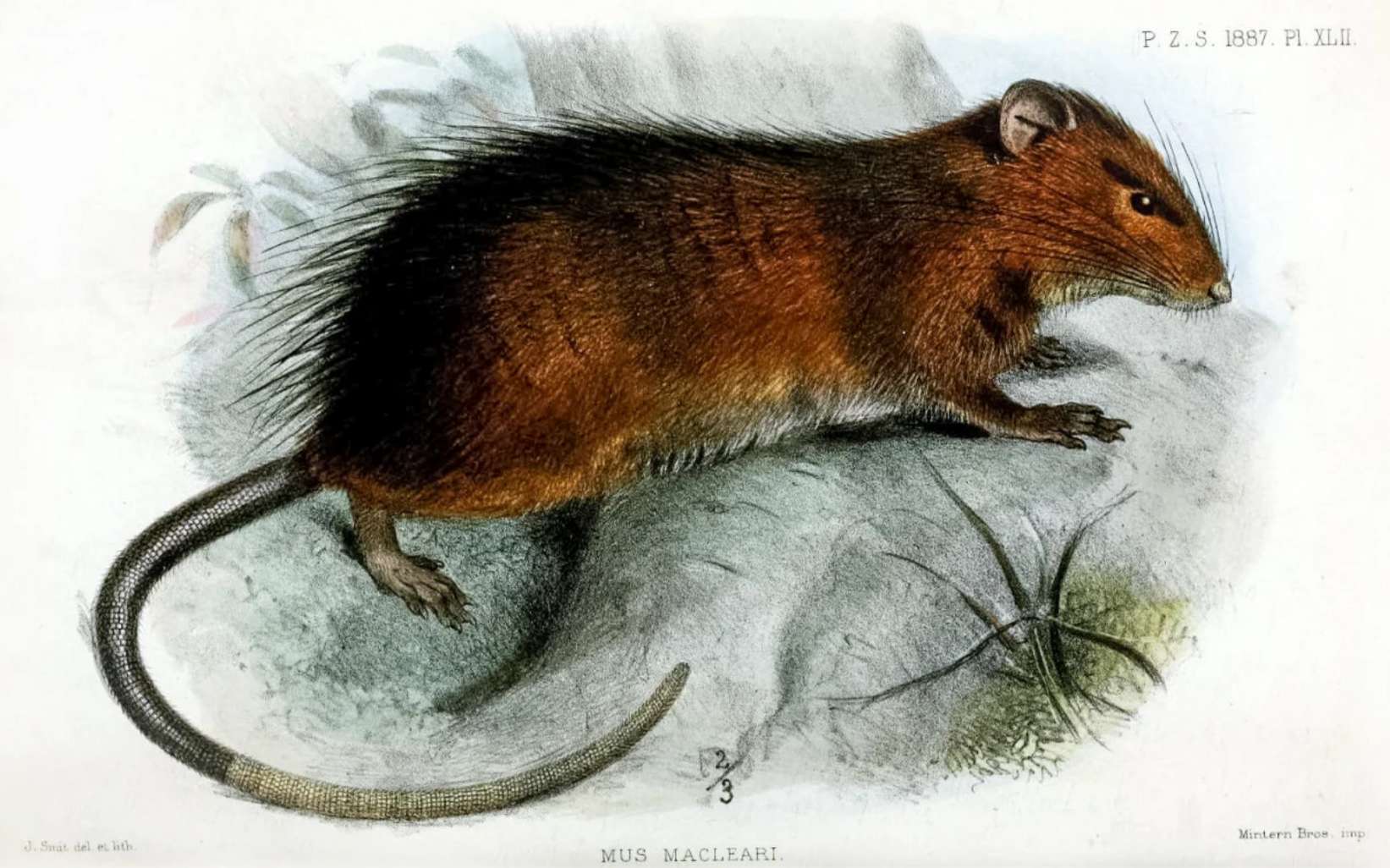 Le rat de l'île Christmas s'est éteint il y a plus d'un siècle en raison de la compétition avec des animaux nouvellement introduits et des pathogènes. © Joseph Smit, Zoological Society of London, 1887