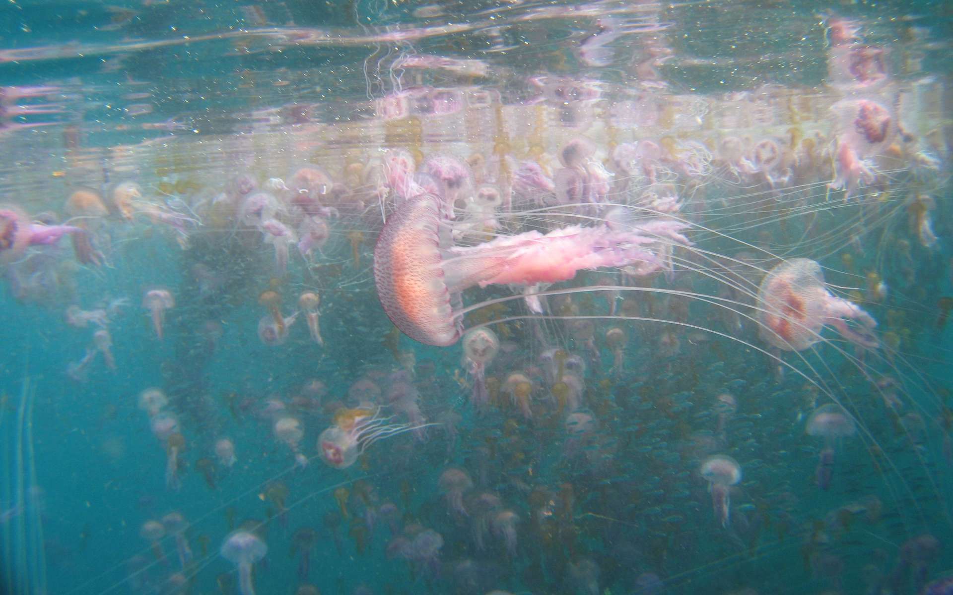 Des pélagies (Pelagia noctiluca) dans les eaux de Port-Cros. © Sandrine Ruitton