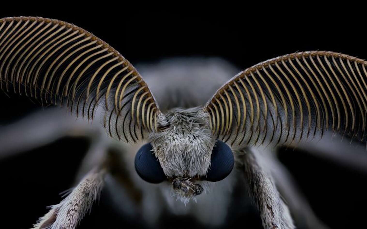 Géants minuscules : après ça, vous ne verrez plus jamais les insectes comme avant !
