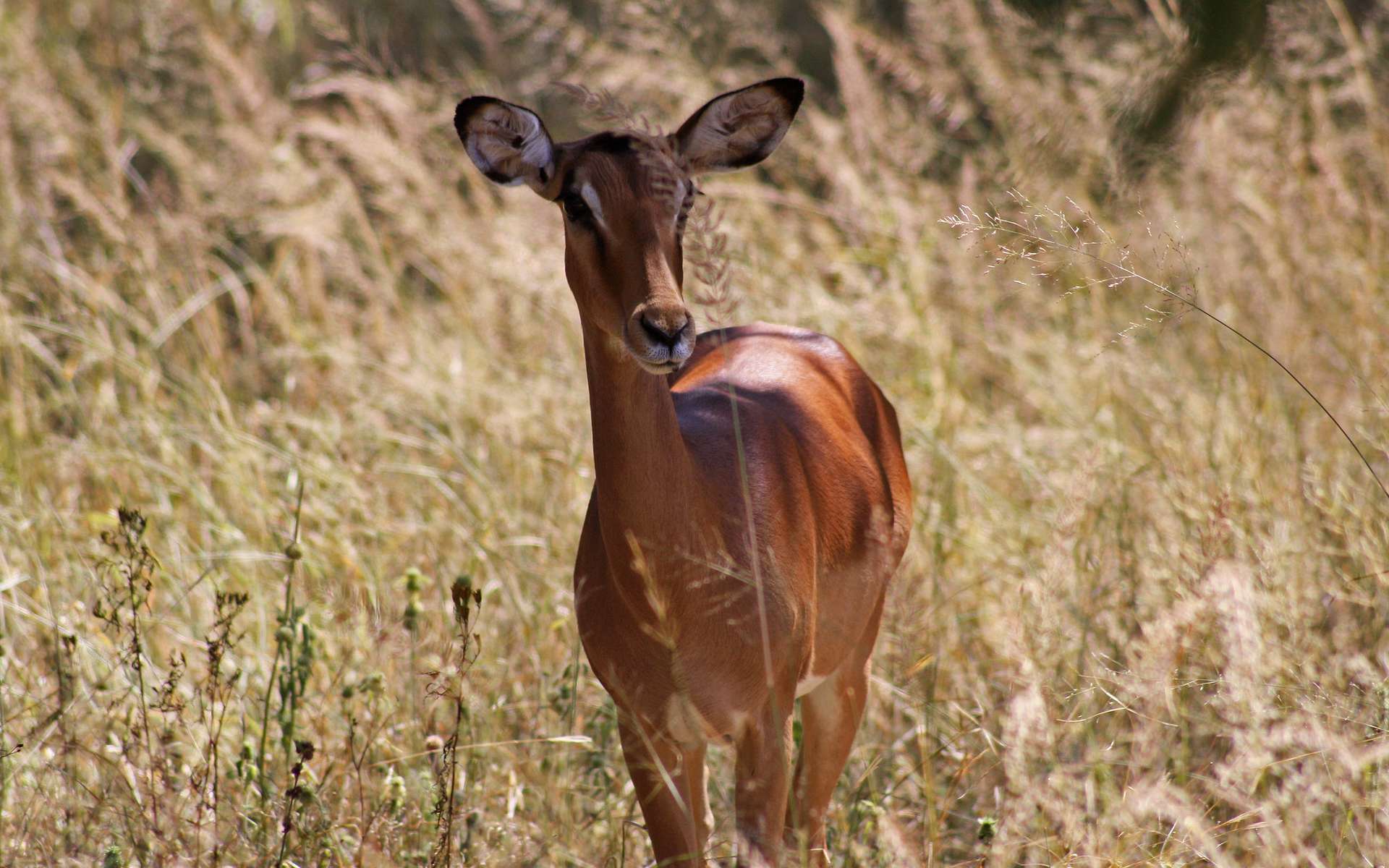 Un impala. © Ulrika, Flickr