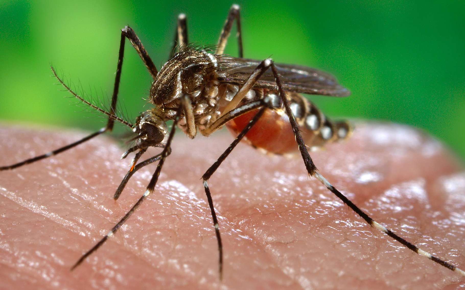 Le moustique peut transmettre une maladie. © James Gathany, Centers for Disease Control and Prevention, USA, domaine public
