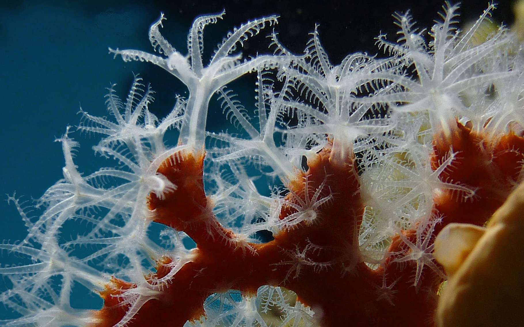 Le corail a construit la seule structure vivante visible depuis l'espace