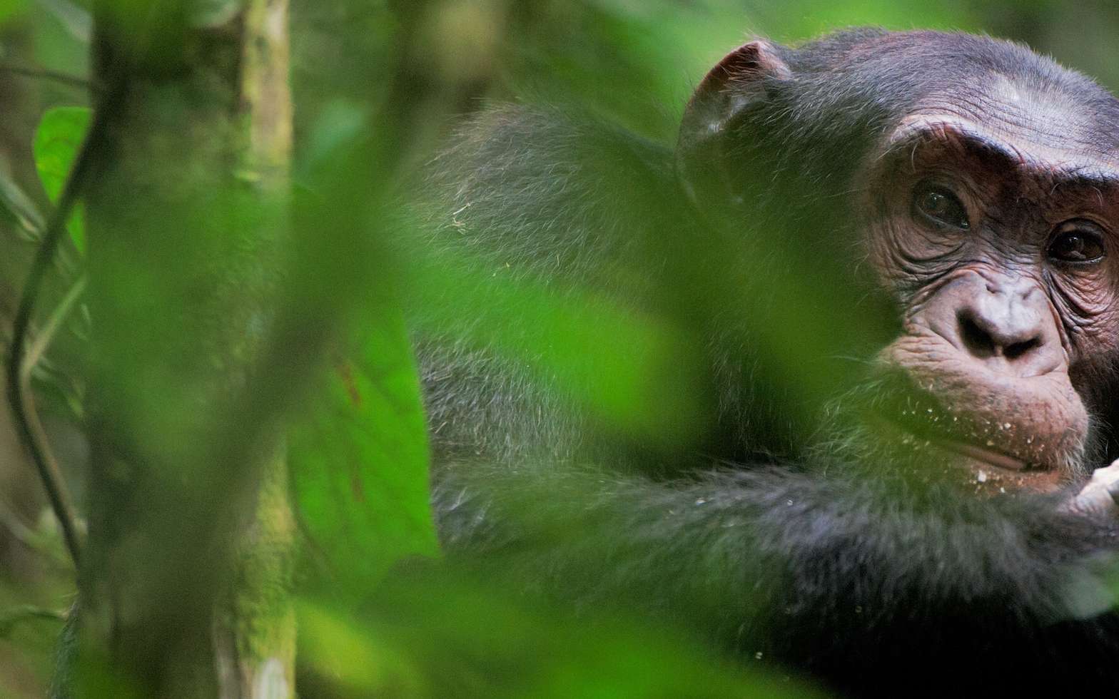 Cette incroyable vidéo d'un chimpanzé en train de parler pourrait tout changer !