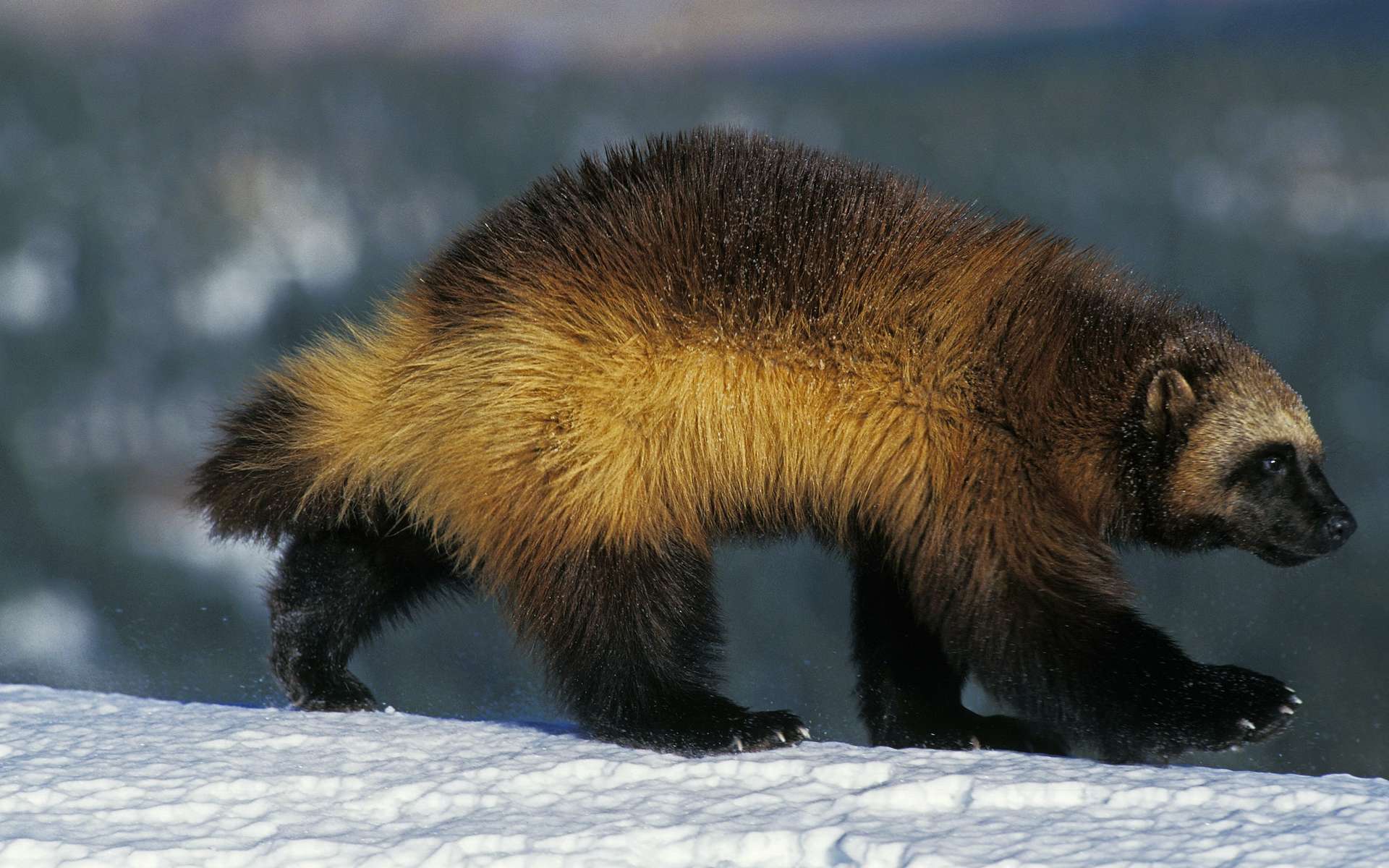 Le glouton, le plus incroyable mammifère américain, est enfin protégé