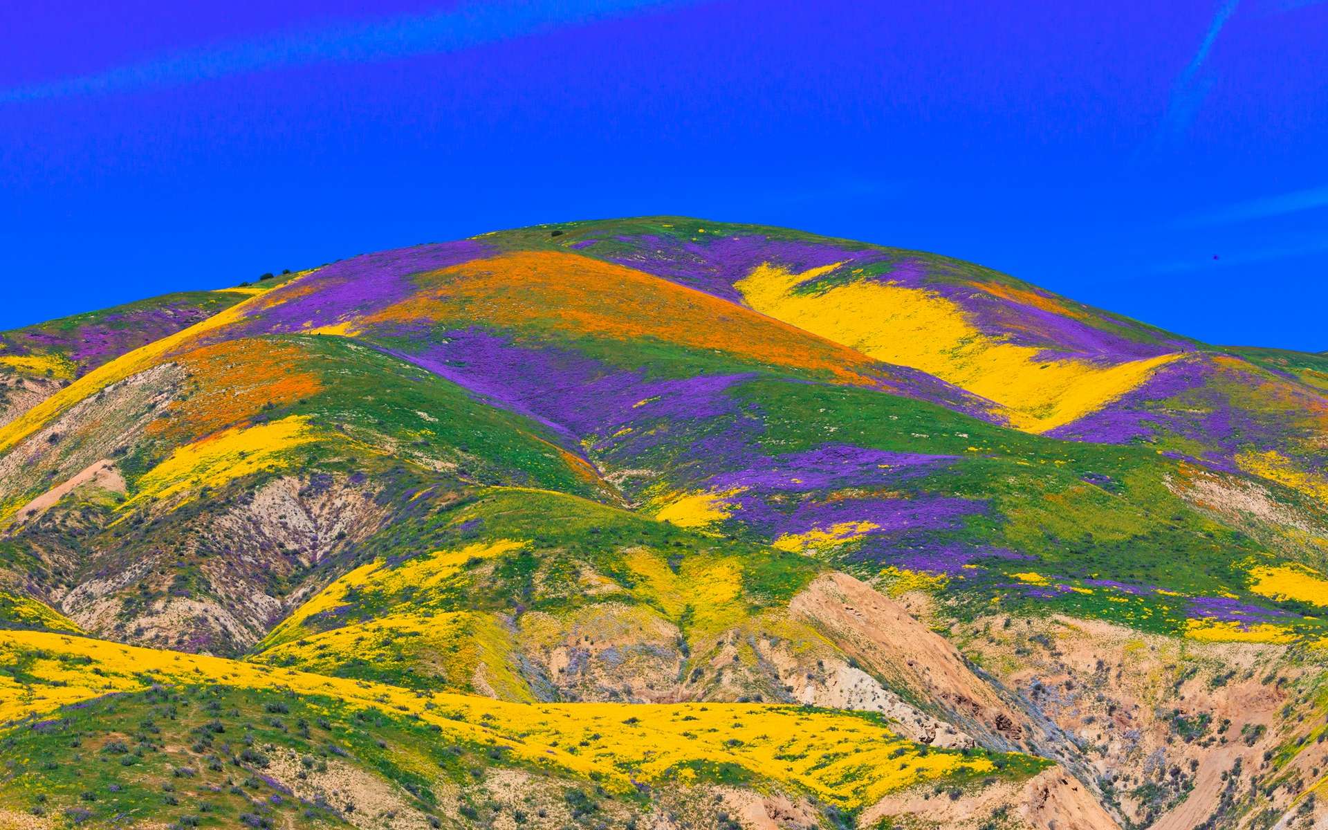 Spectacle rare et merveilleux des tapis de fleurs dans les déserts de Californie et de l'Arizona