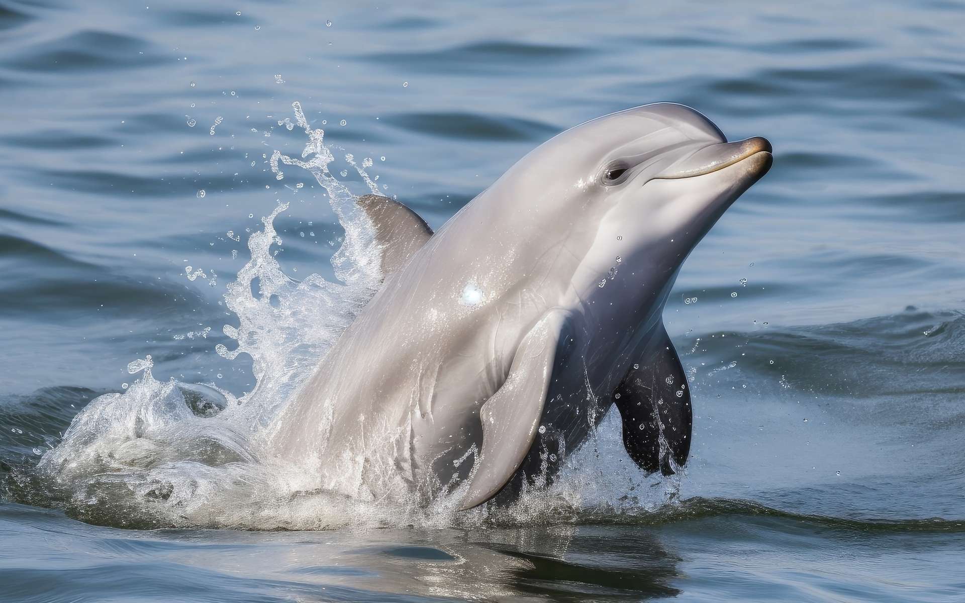 « Baby Talk » : les mamans dauphins aussi adaptent leurs « voix » pour parler à leurs petits