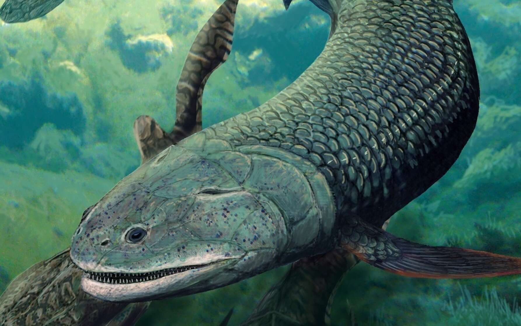 Ce poisson préhistorique pouvait respirer dans l'eau et dans l'air !