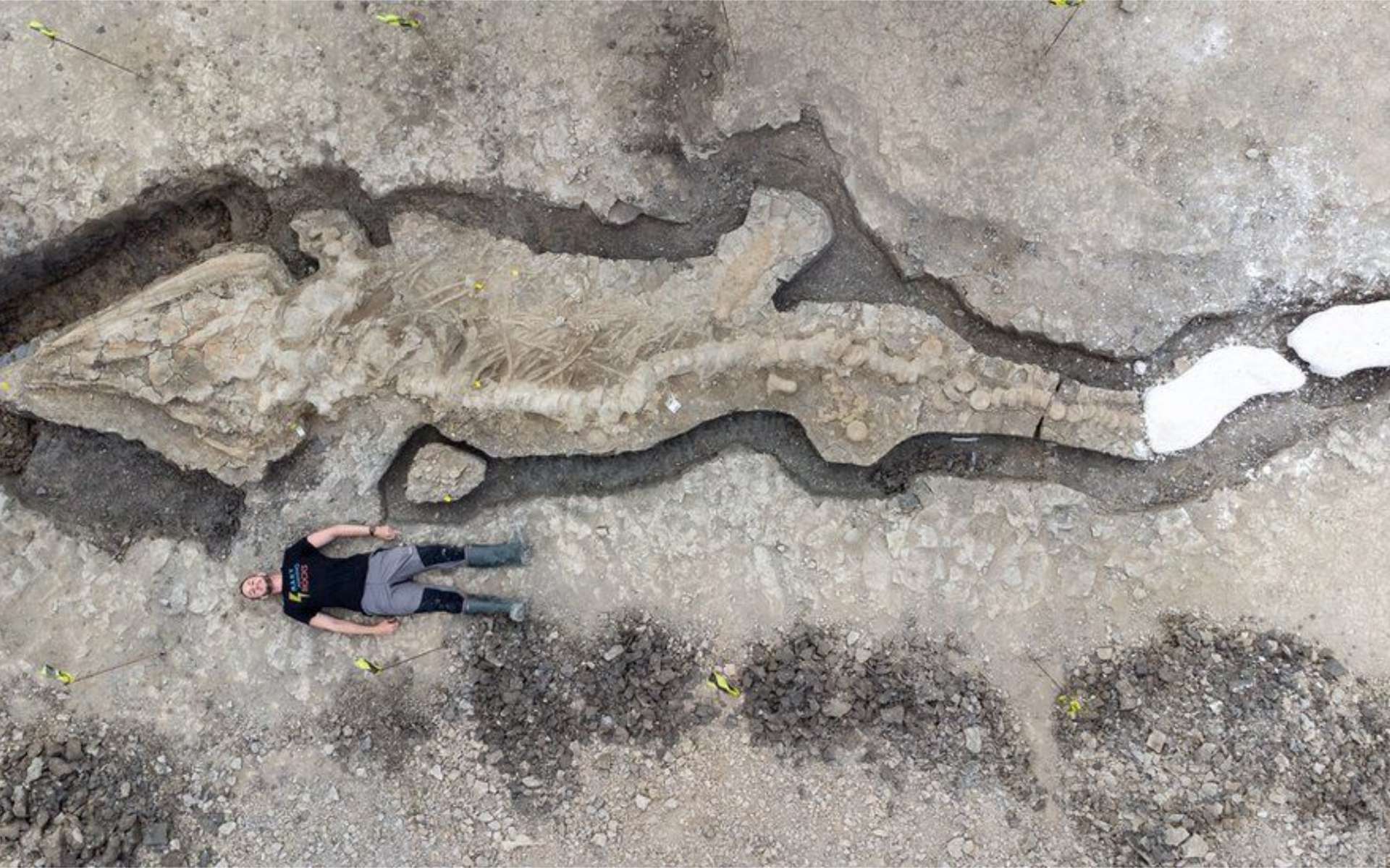Surprenante découverte d'un « dragon des mers » géant au Royaume-Uni