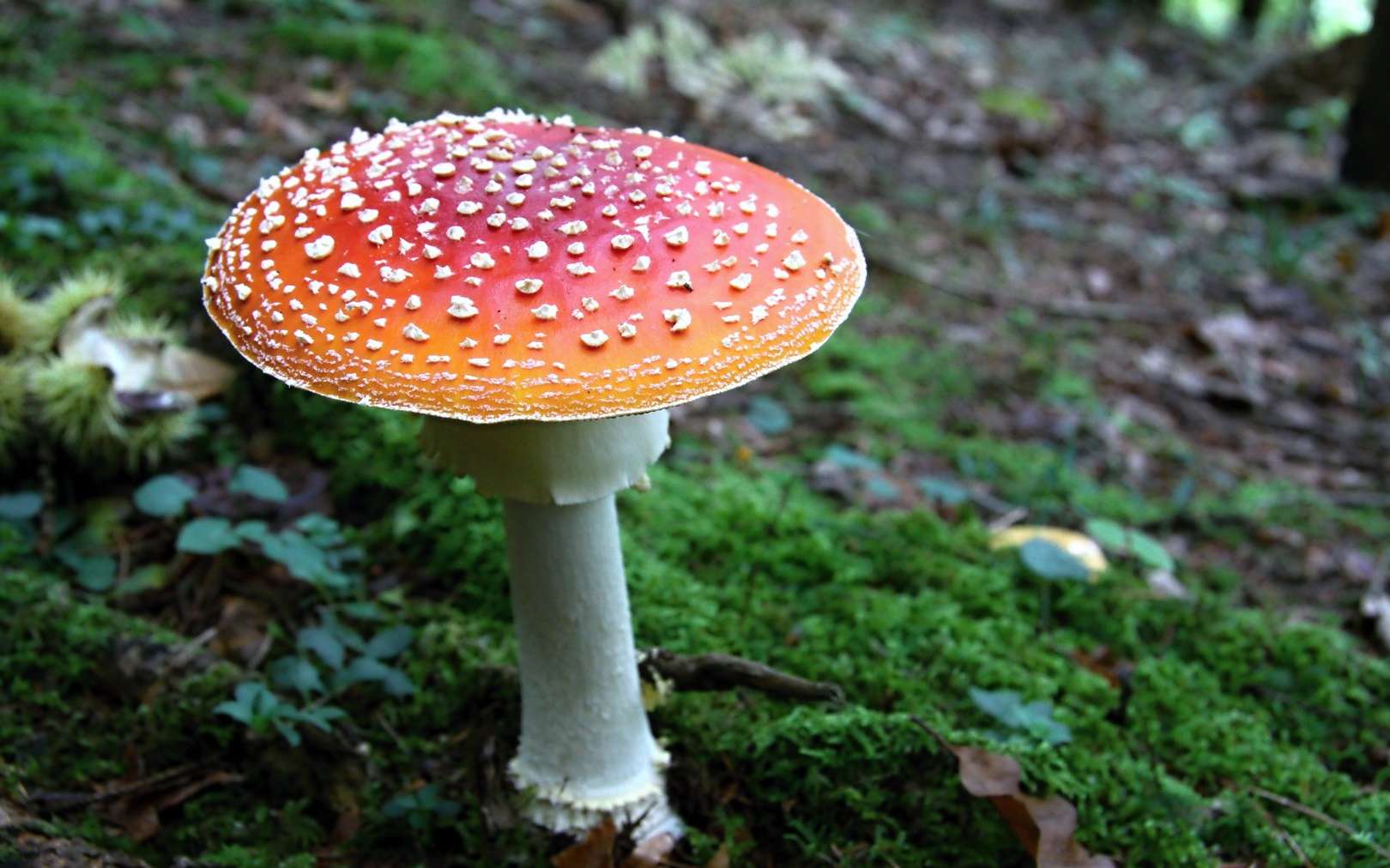 En général, les champignons et les végétaux sont vénéneux et les animaux venimeux. Ici, un champignon vénéneux : l’amanite tue-mouches, coiffé de son emblématique chapeau rouge à pois blancs. © PxHere