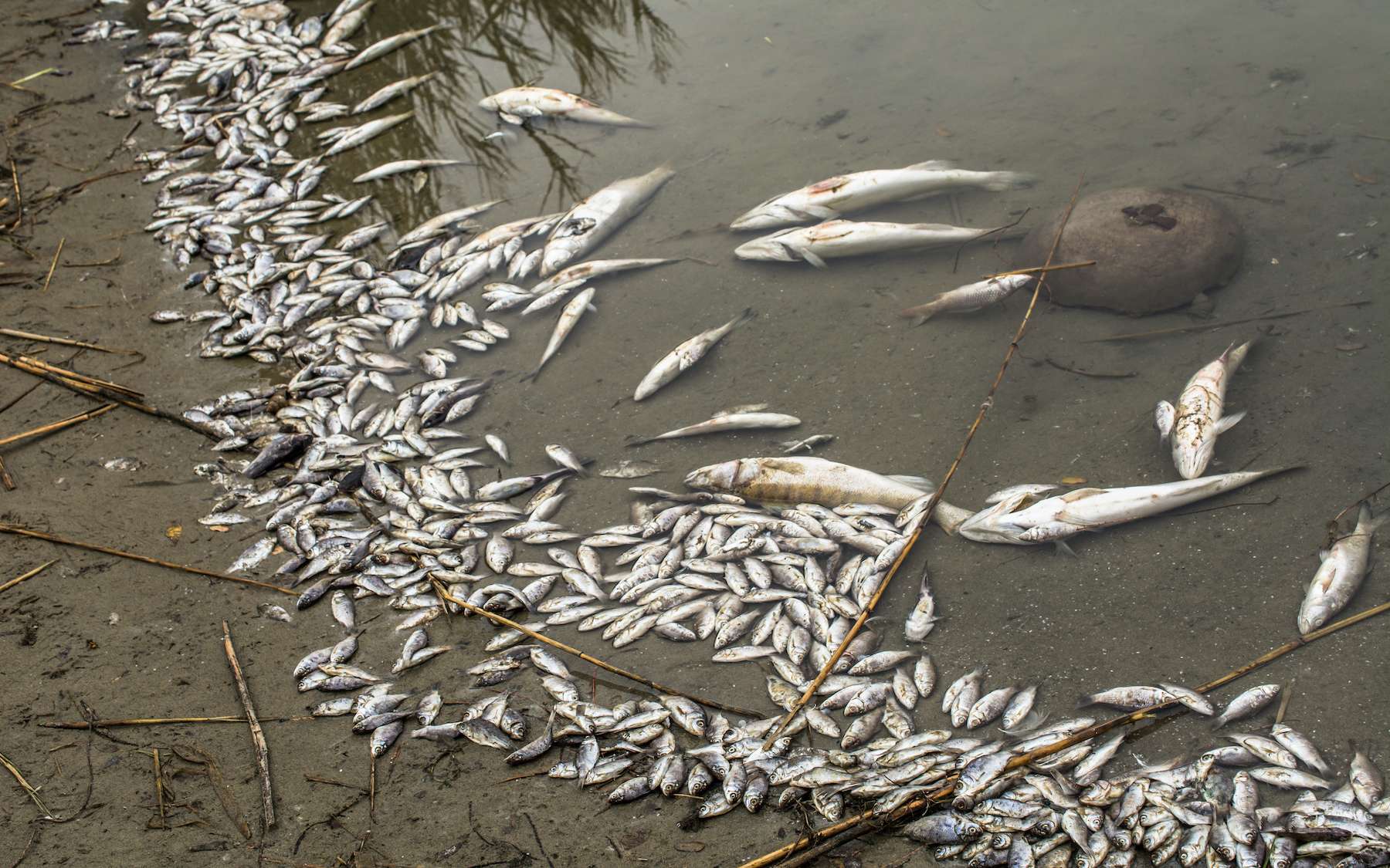 Des milliers de poissons morts dans les Ardennes suite à la pollution d'une usine Nestlé